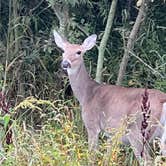 Review photo of Maumee Bay State Park Campground by D W., October 10, 2022