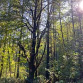 Review photo of Tillamook State Forest Dispersed Camping by Amy & Stu B., October 10, 2022