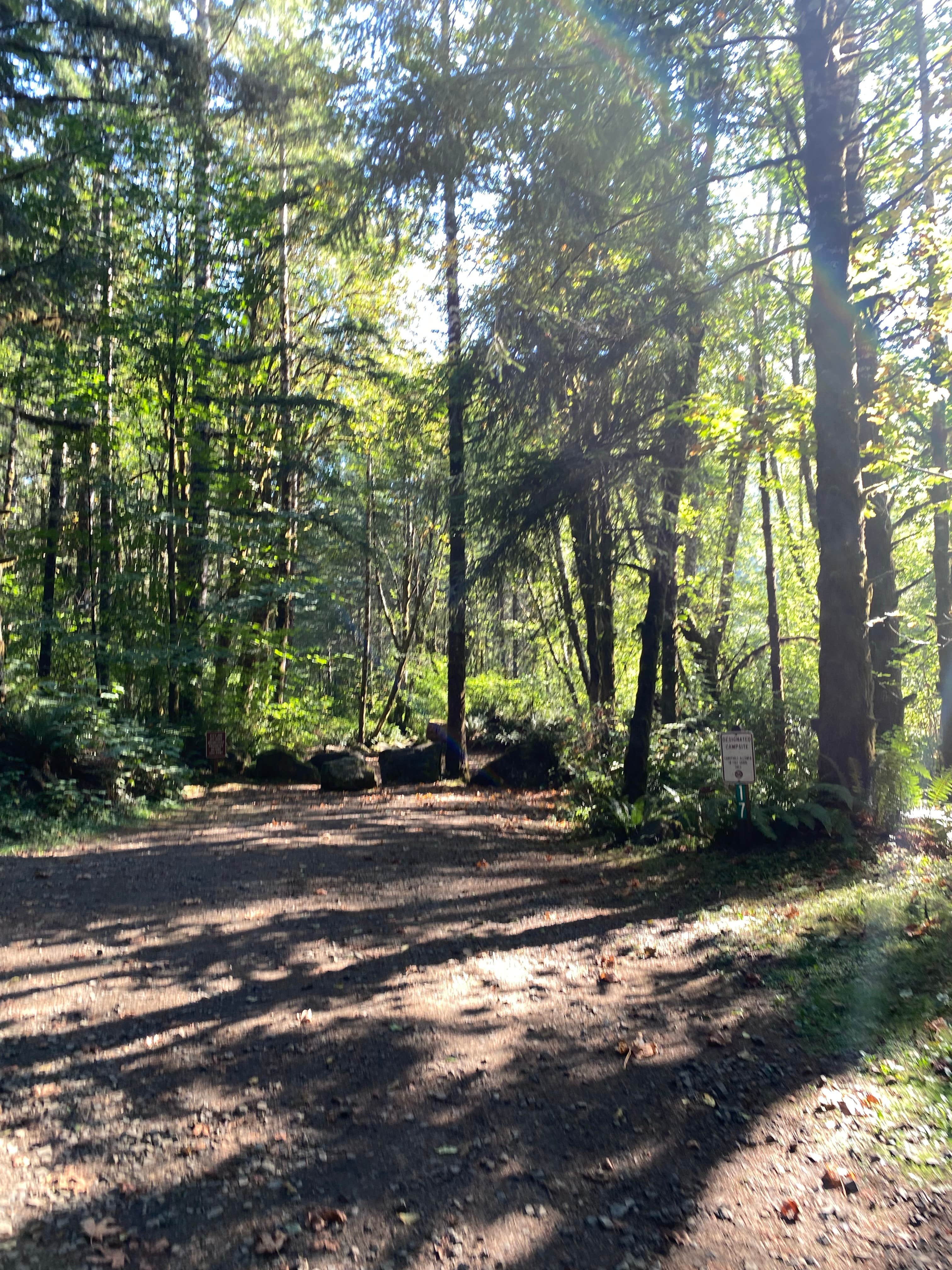 Camper submitted image from Tillamook State Forest Dispersed Camping - 5