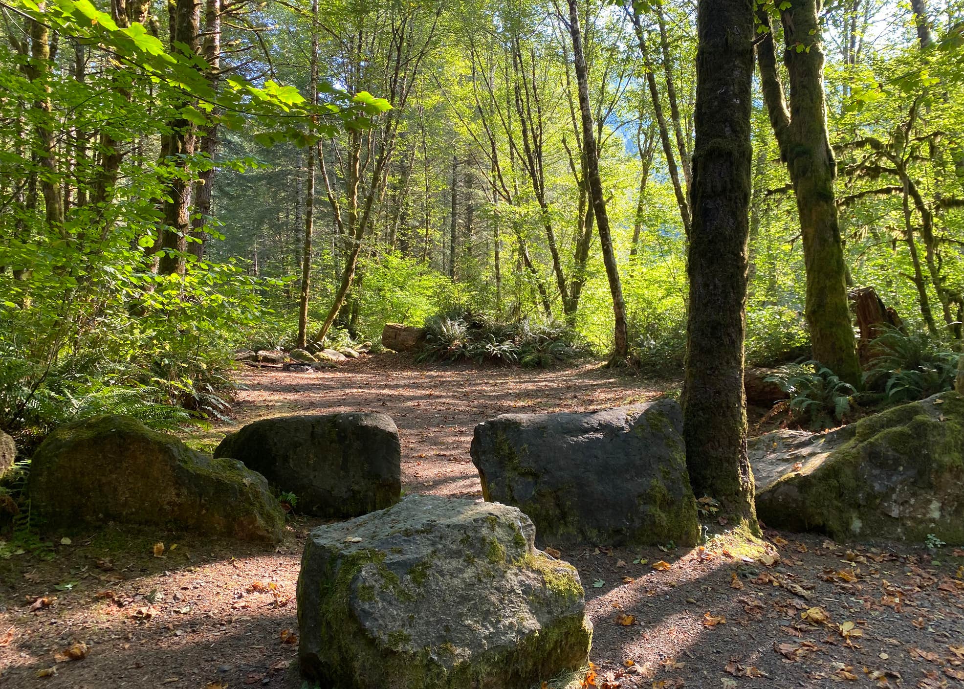 Tillamook State Forest Dispersed Camping Camping | The Dyrt