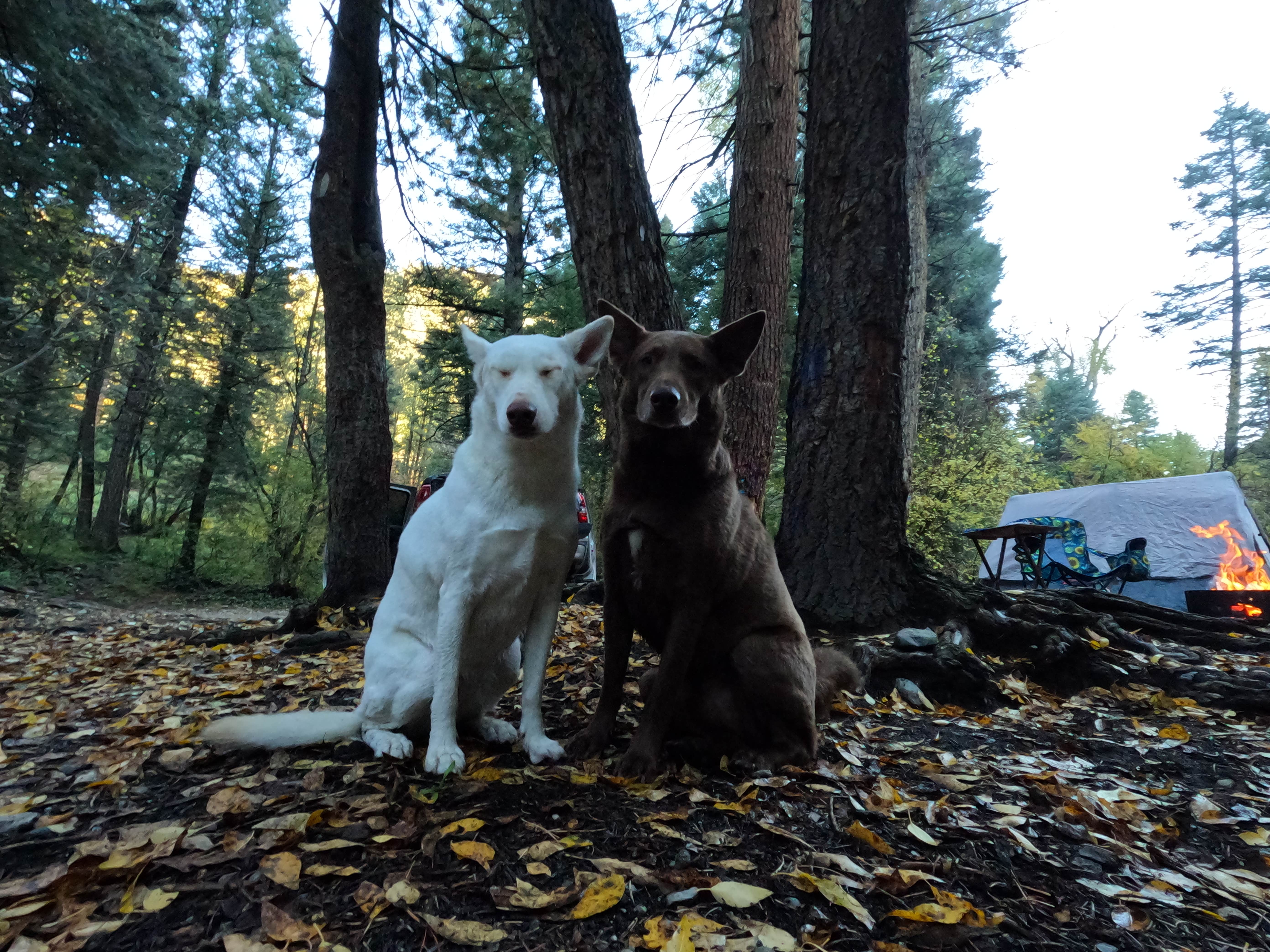 Michael N.'s photo of camping with pets at Cuchilla Campground near Taos, NM