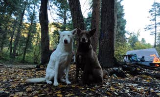 Michael N.'s photo of camping with pets at Cuchilla Campground near Eagle Nest, NM