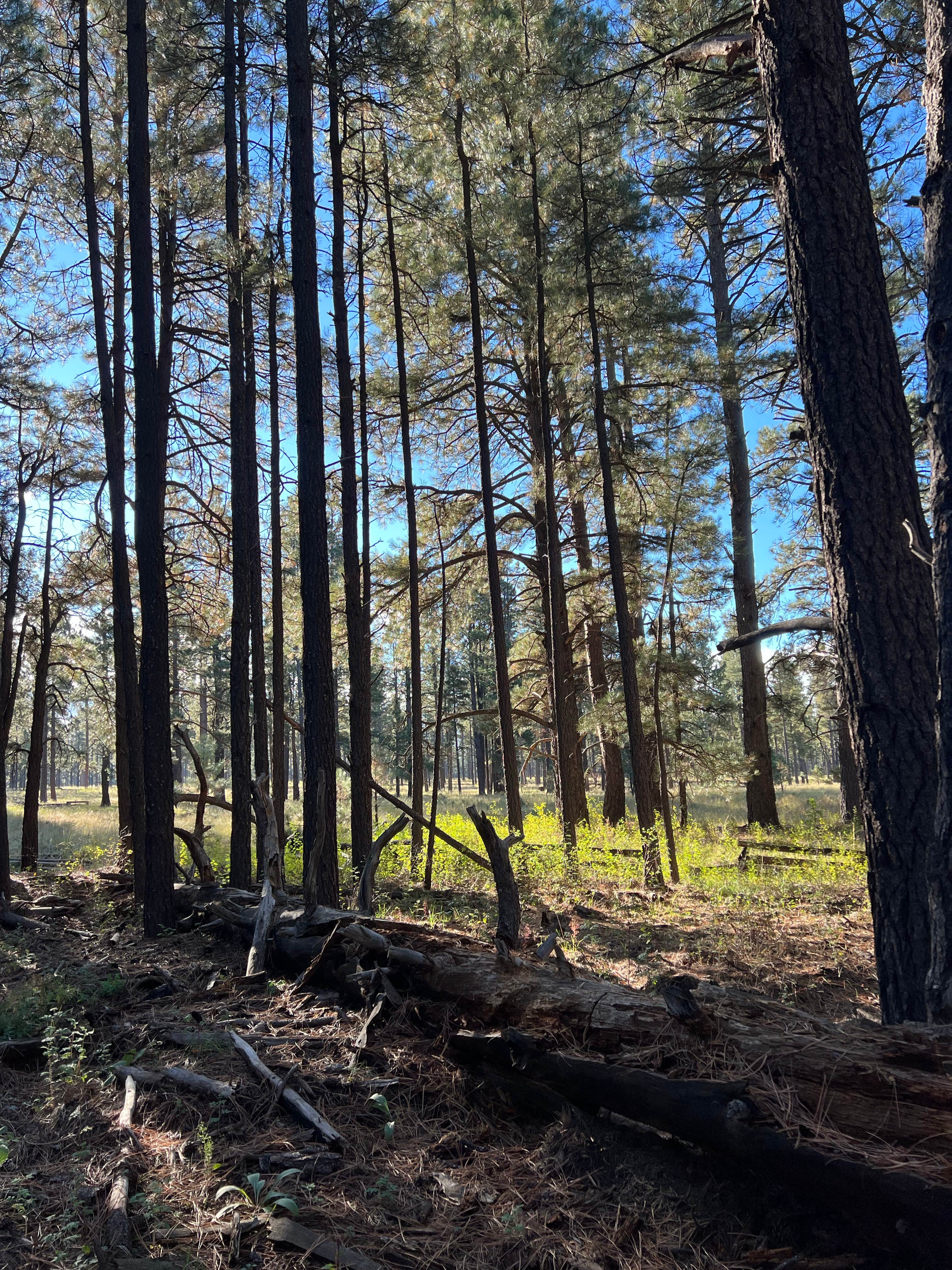 Camper-submitted photo at Fort Valley Dispersed Camping near Bellemont, AZ
