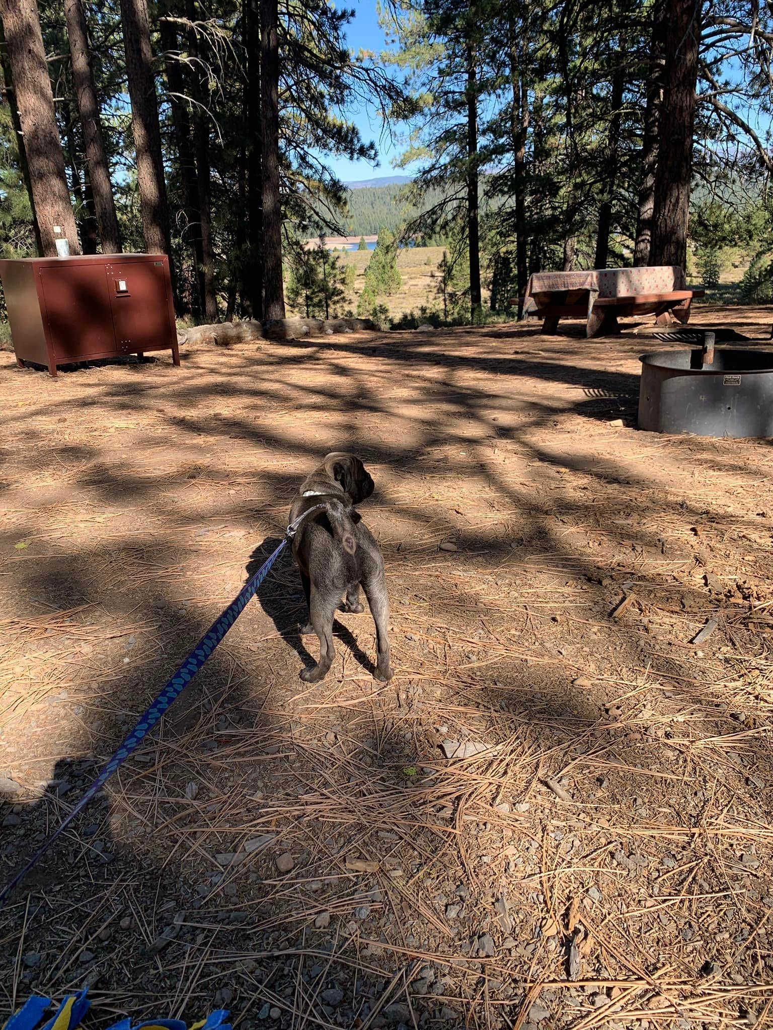 Terry S.'s photo of camping with pets at Prosser Family near Norden, CA