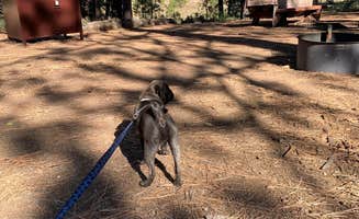 Terry S.'s photo of camping with pets at Prosser Family near Kings Beach, CA
