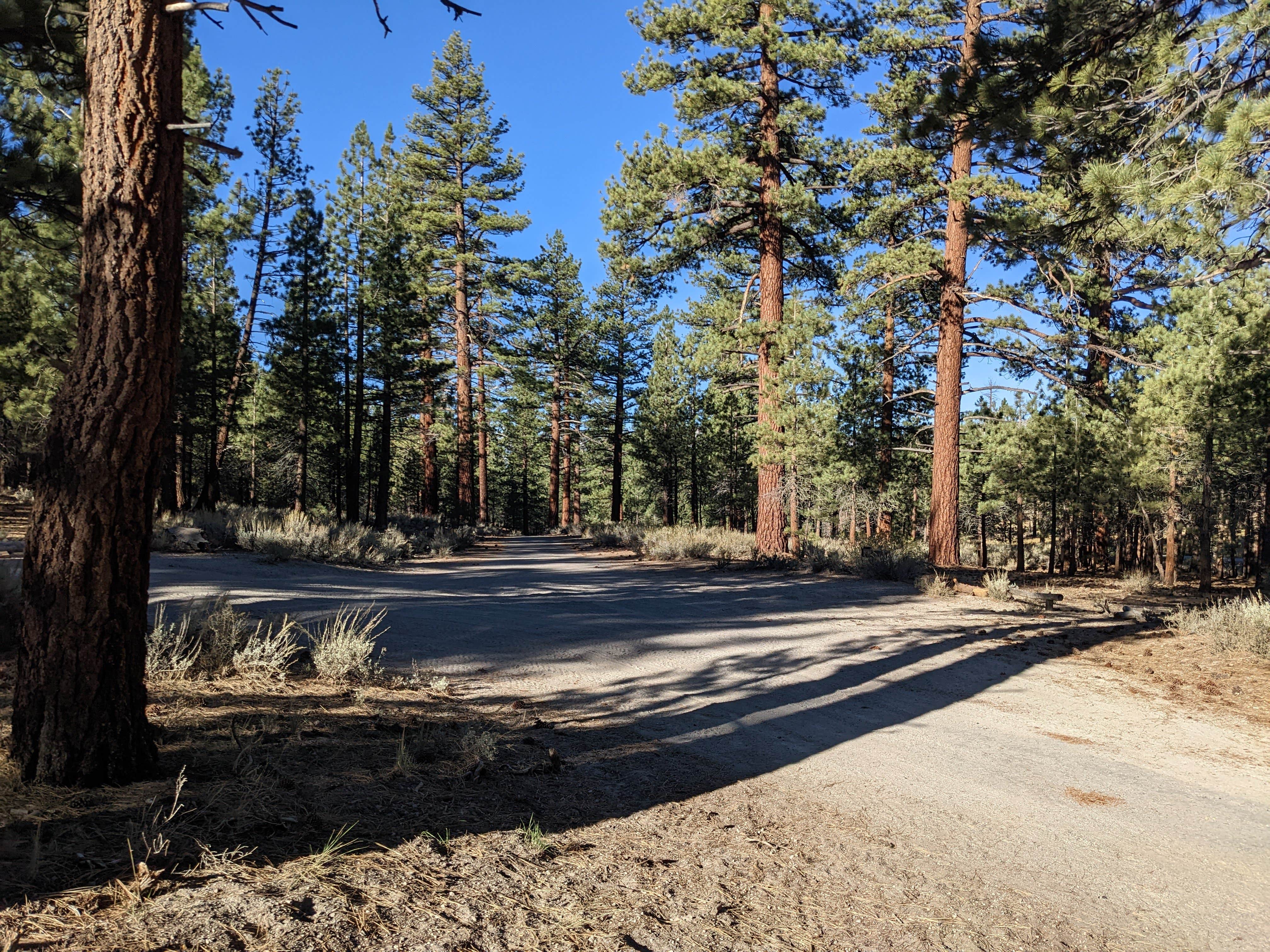 Camper submitted image from Owens River Road Dispersed - 4