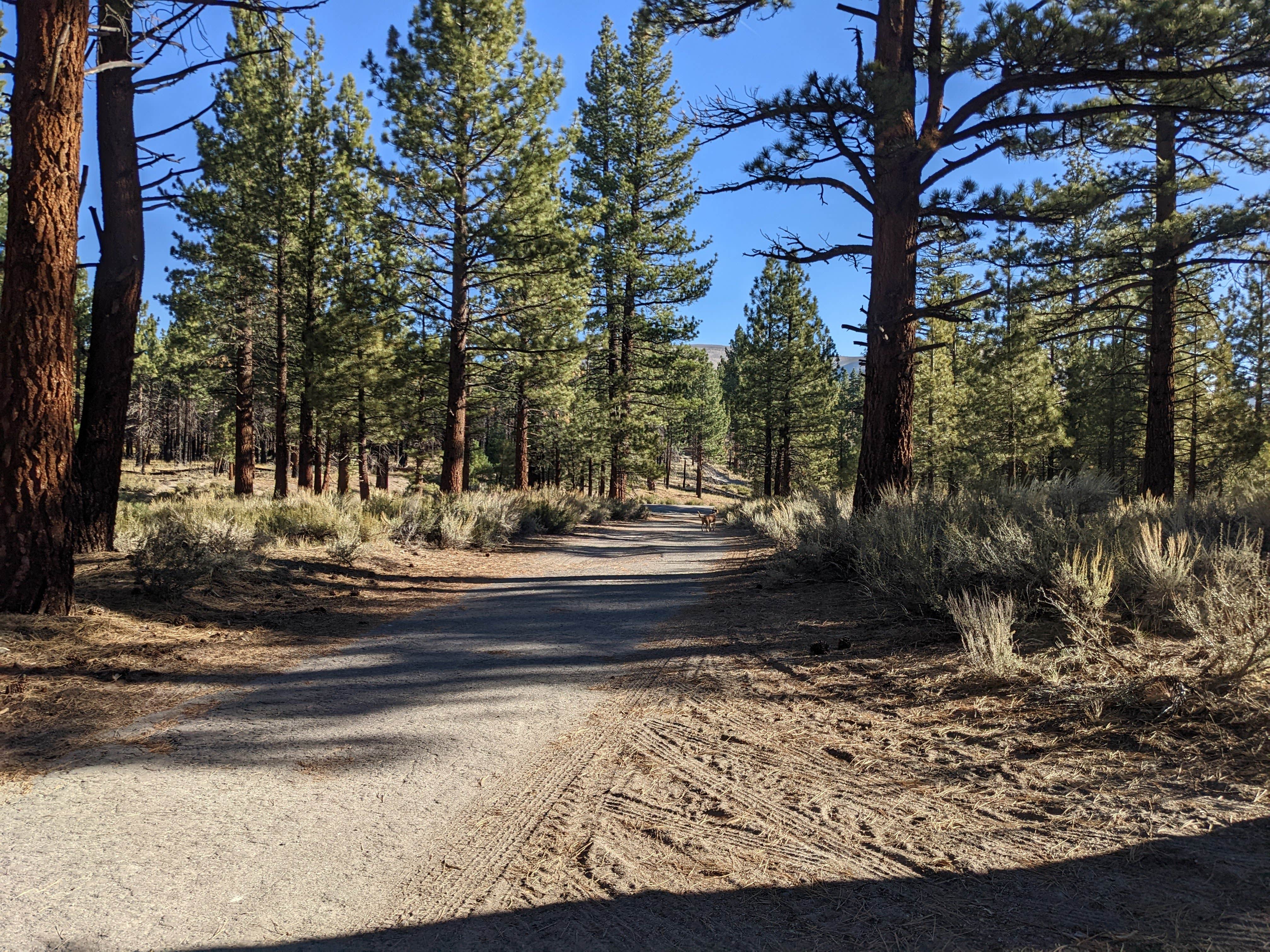 Camper submitted image from Owens River Road Dispersed - 2