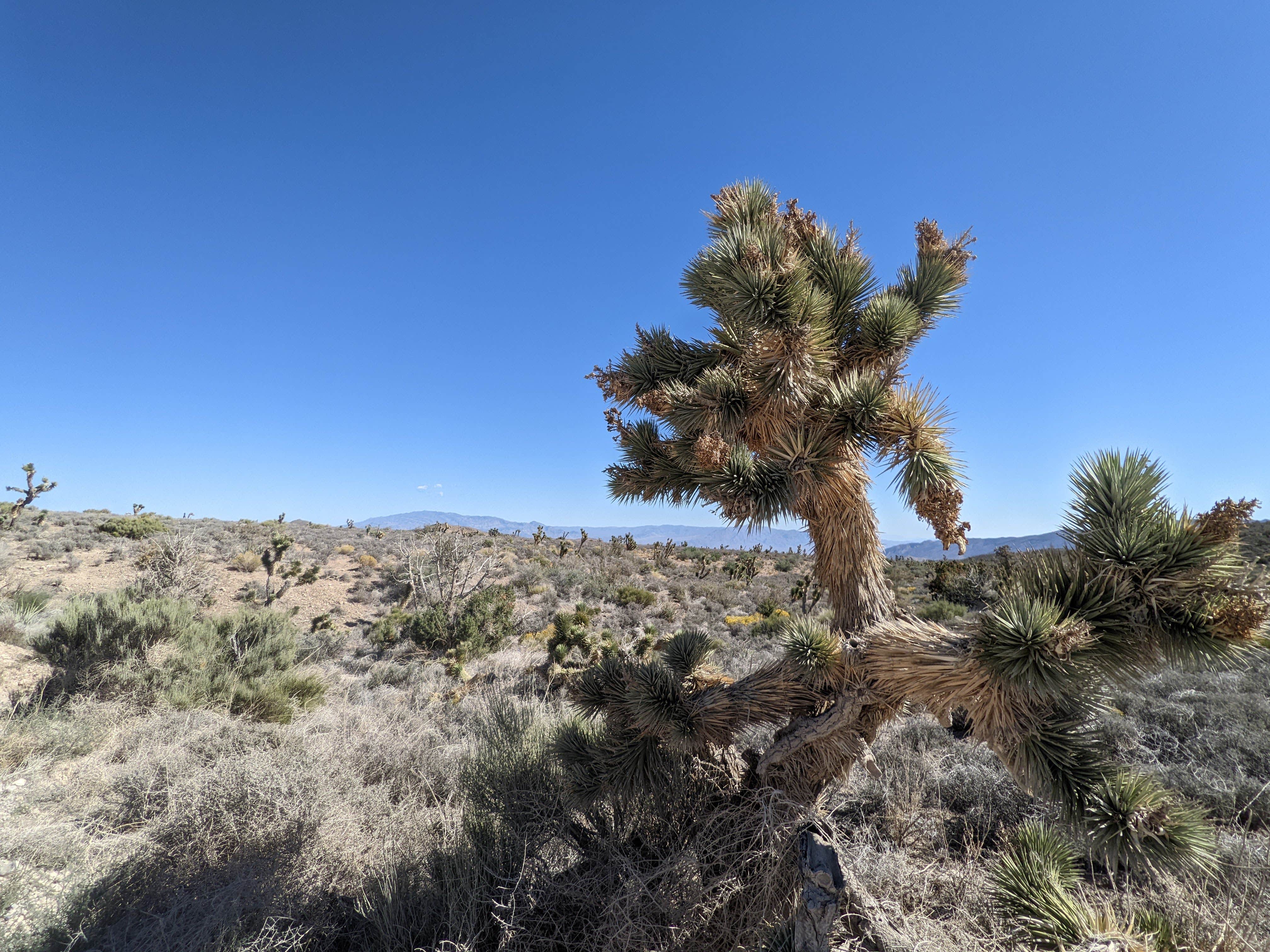 Camper-submitted photo at Harris Springs / Spring Mountains Dispersed near Las Vegas, NV