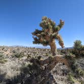 Review photo of Harris Springs / Spring Mountains Dispersed by Laura M., October 11, 2022