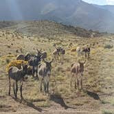 Review photo of Harris Springs / Spring Mountains Dispersed by Laura M., October 11, 2022