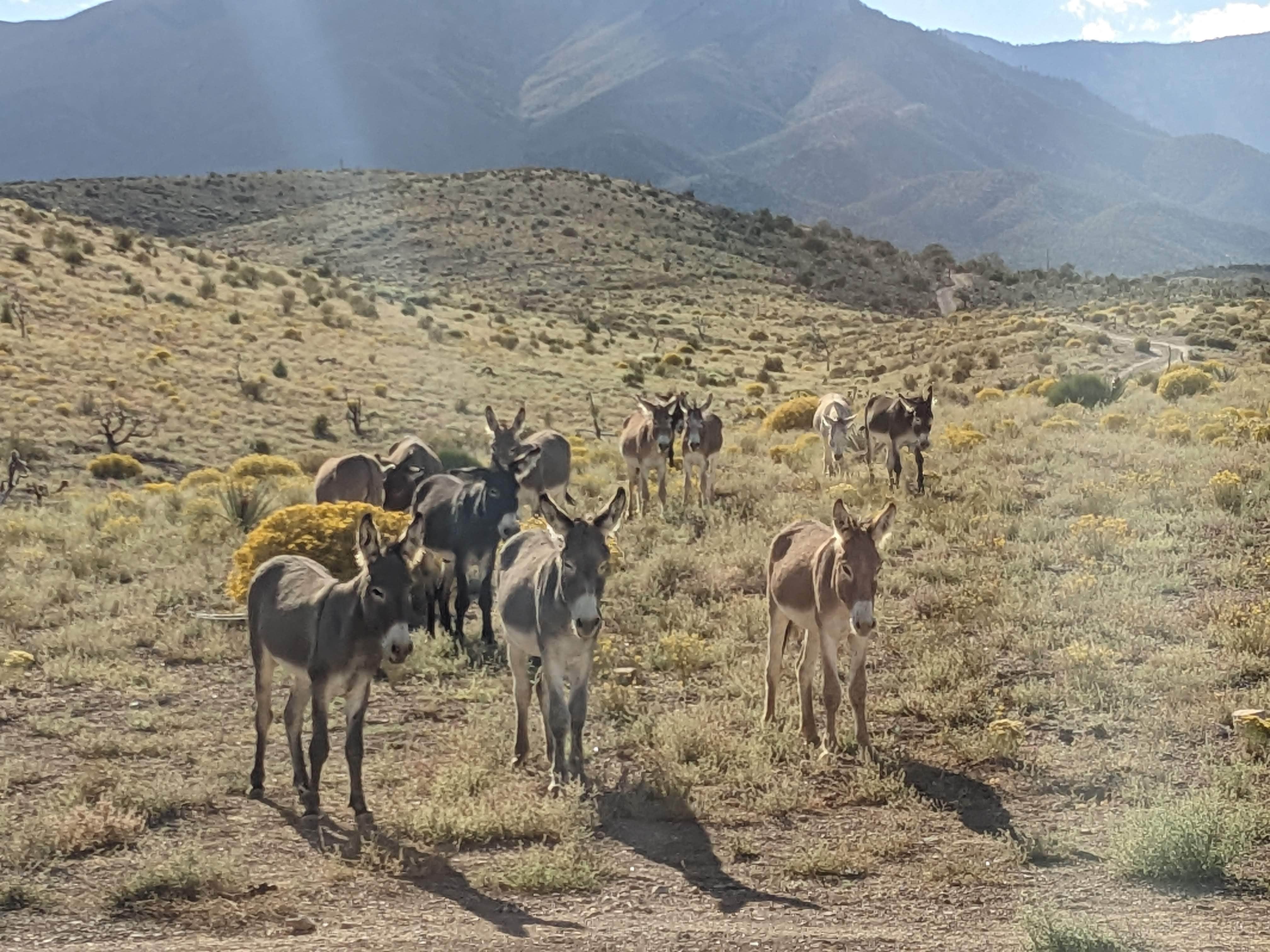 Camper submitted image from Harris Springs / Spring Mountains Dispersed - 5