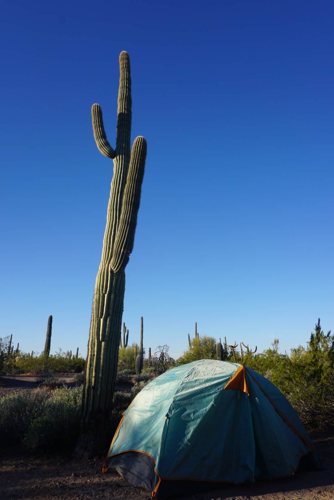 Camper-submitted photo at Cactus Forest Dispersed Site near Eloy, AZ
