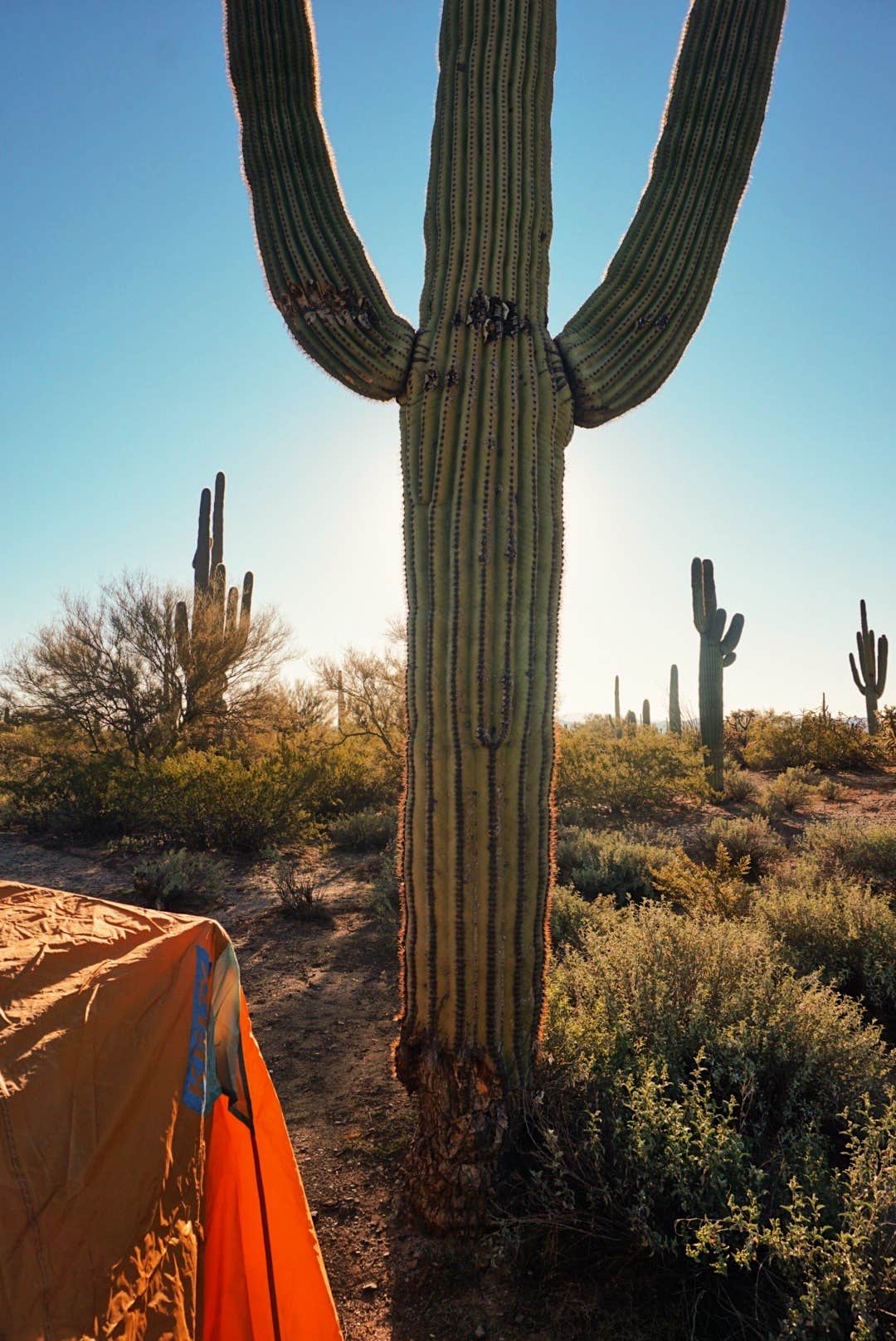 Camper-submitted photo at Cactus Forest Dispersed Site near Eloy, AZ