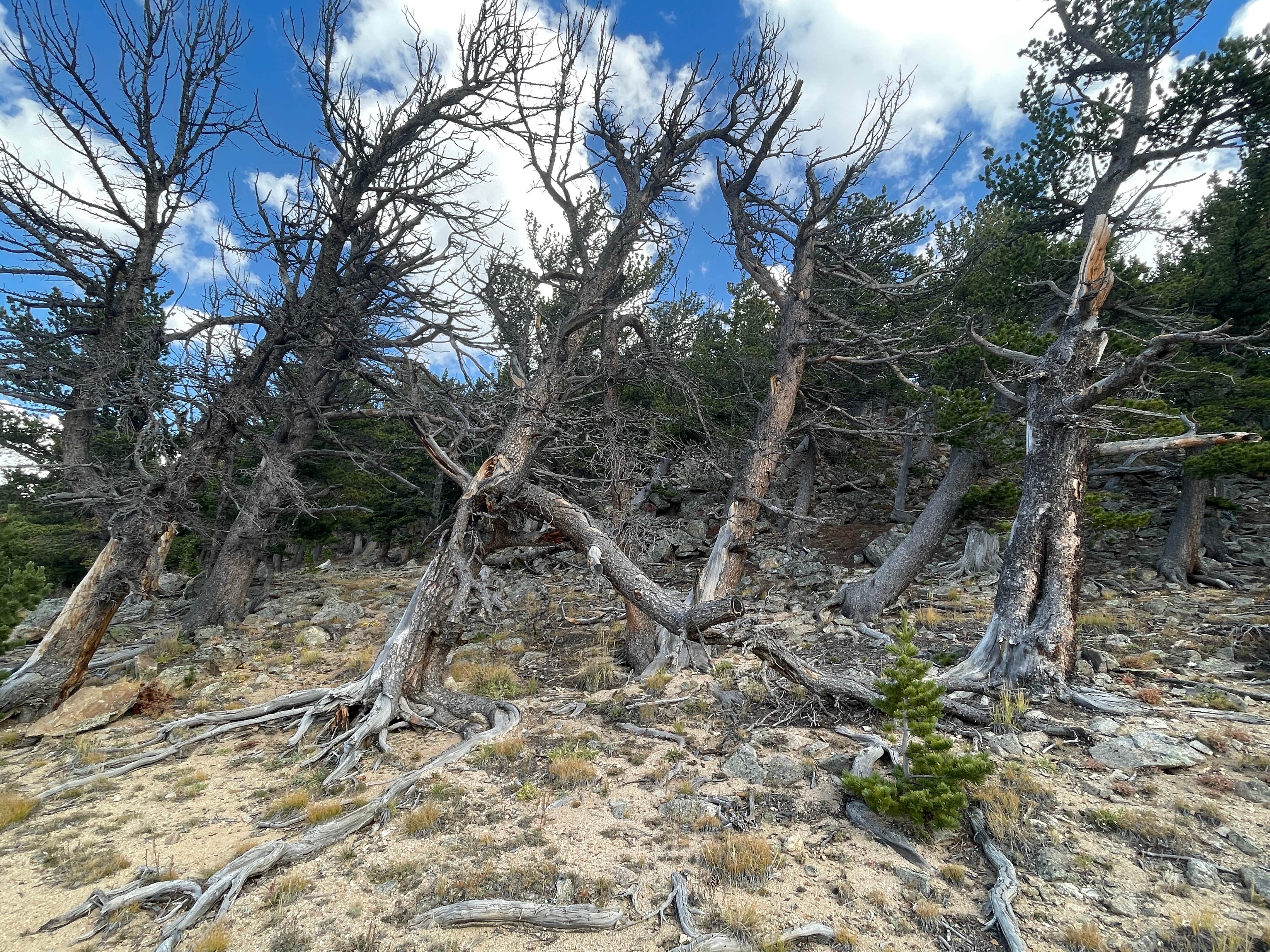 Camper-submitted photo at Five Points Dispersed Area near Rollinsville, CO