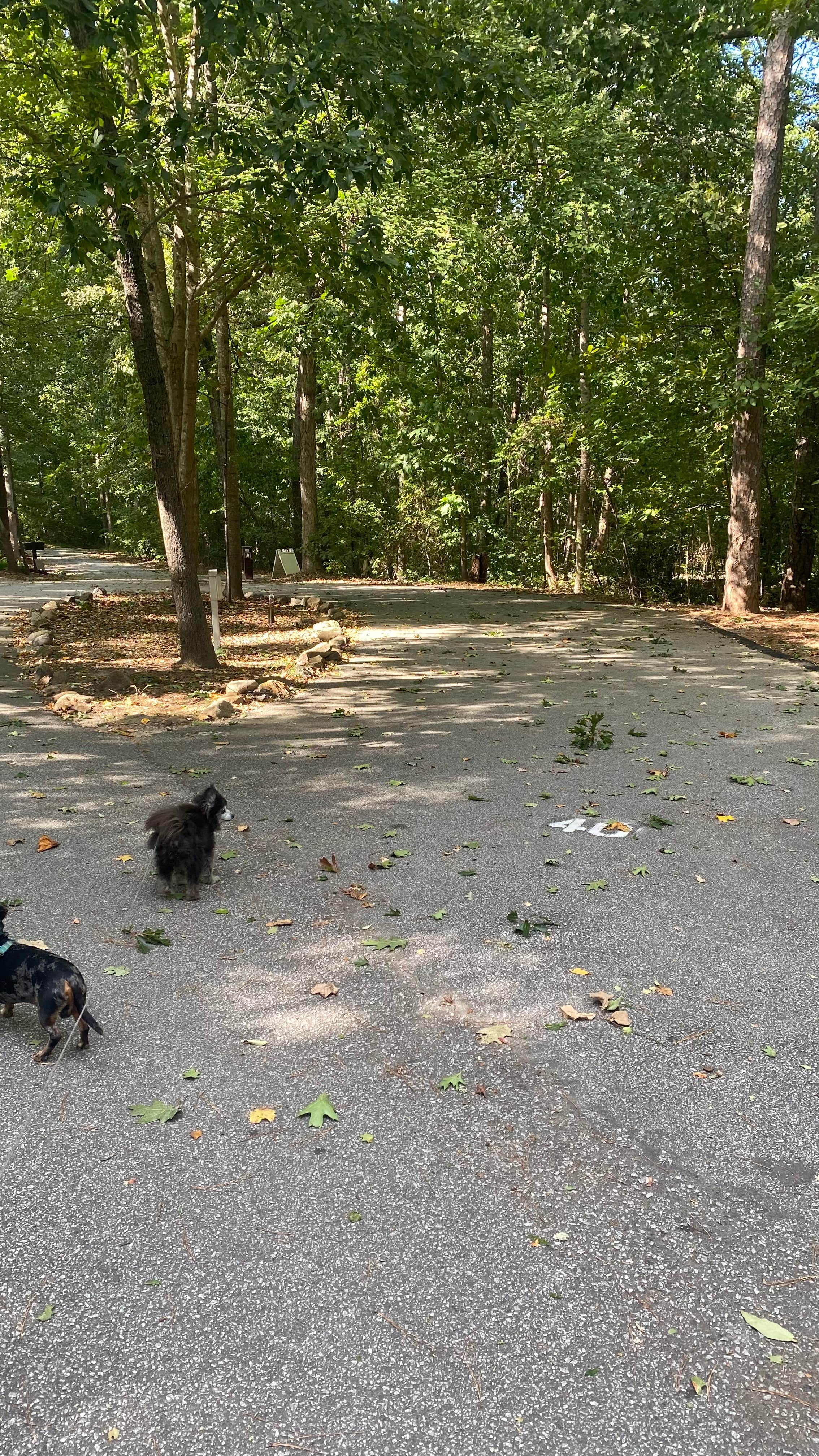 Shelly S.'s photo of camping with pets at Paris Mountain State Park Campground near Greenville, SC