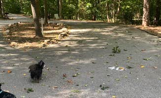 Shelly S.'s photo of camping with pets at Paris Mountain State Park Campground near Pauline, SC