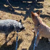 Review photo of Davy Crockett Birthplace State Park Campground by Shelly S., October 11, 2022