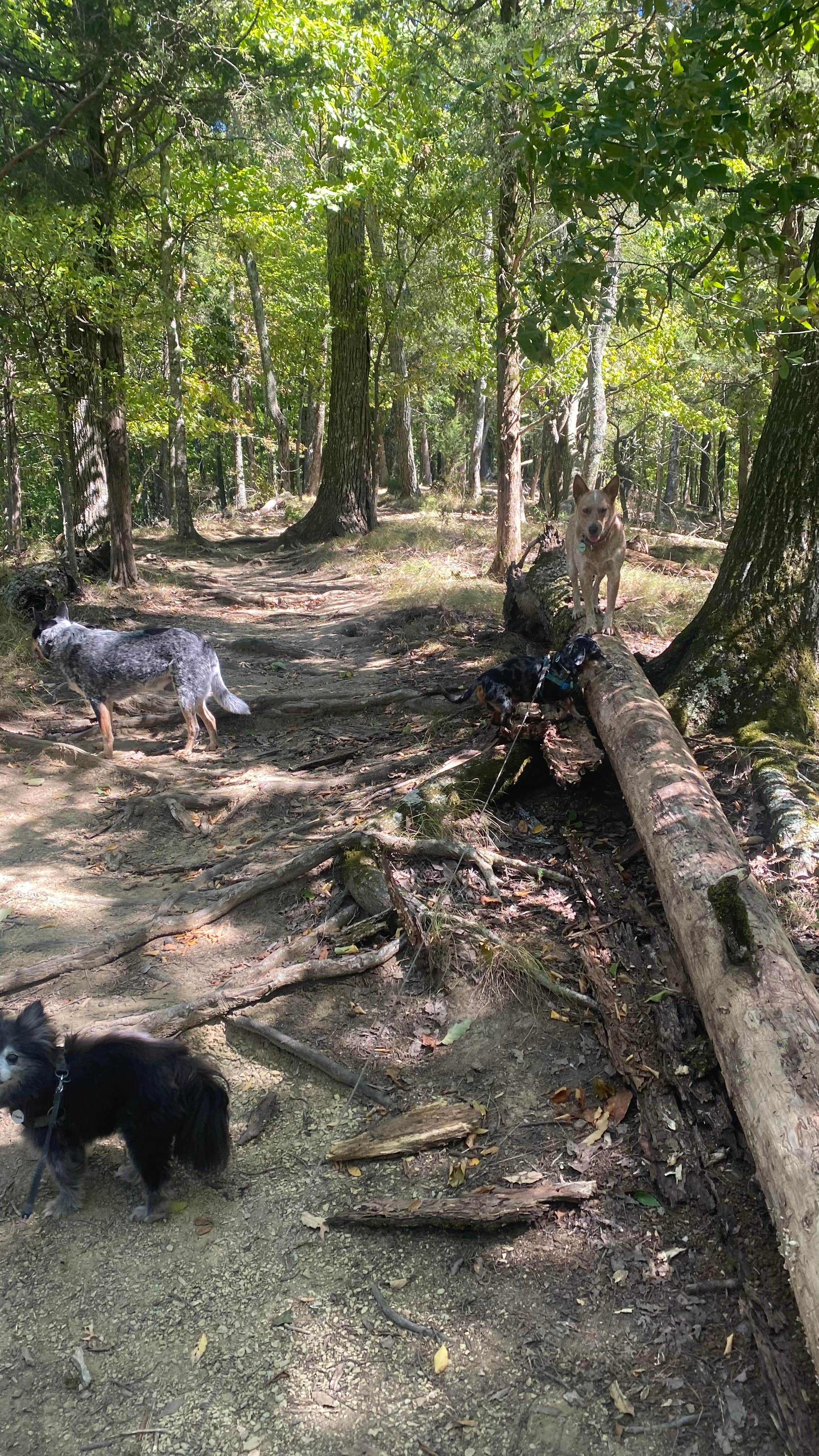 Shelly S.'s photo of camping with pets at Panther Creek State Park Campground near Rutledge, TN