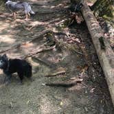Review photo of Panther Creek State Park Campground by Shelly S., October 11, 2022