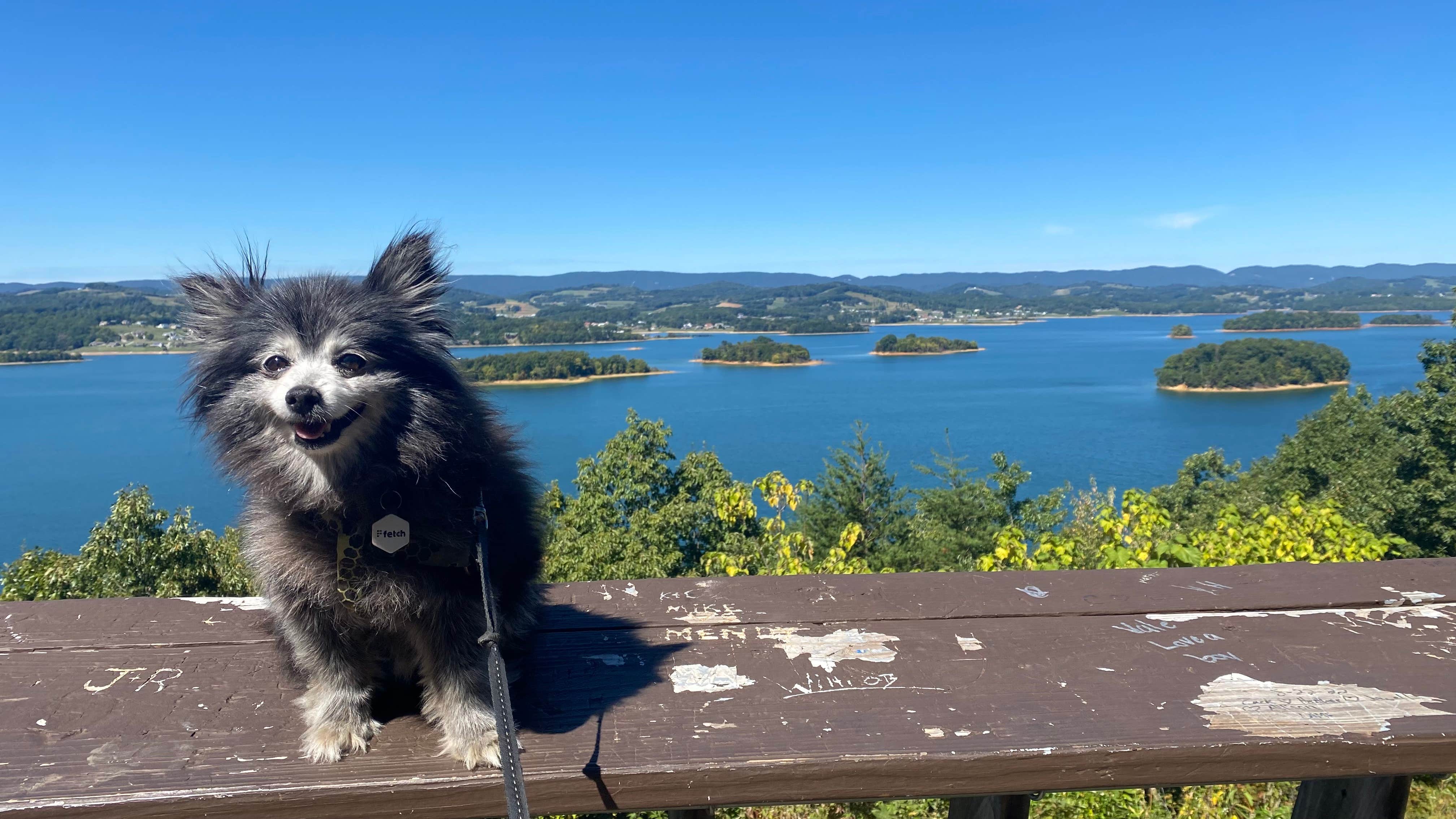 Shelly S.'s photo of camping with pets at Panther Creek State Park Campground near Rutledge, TN