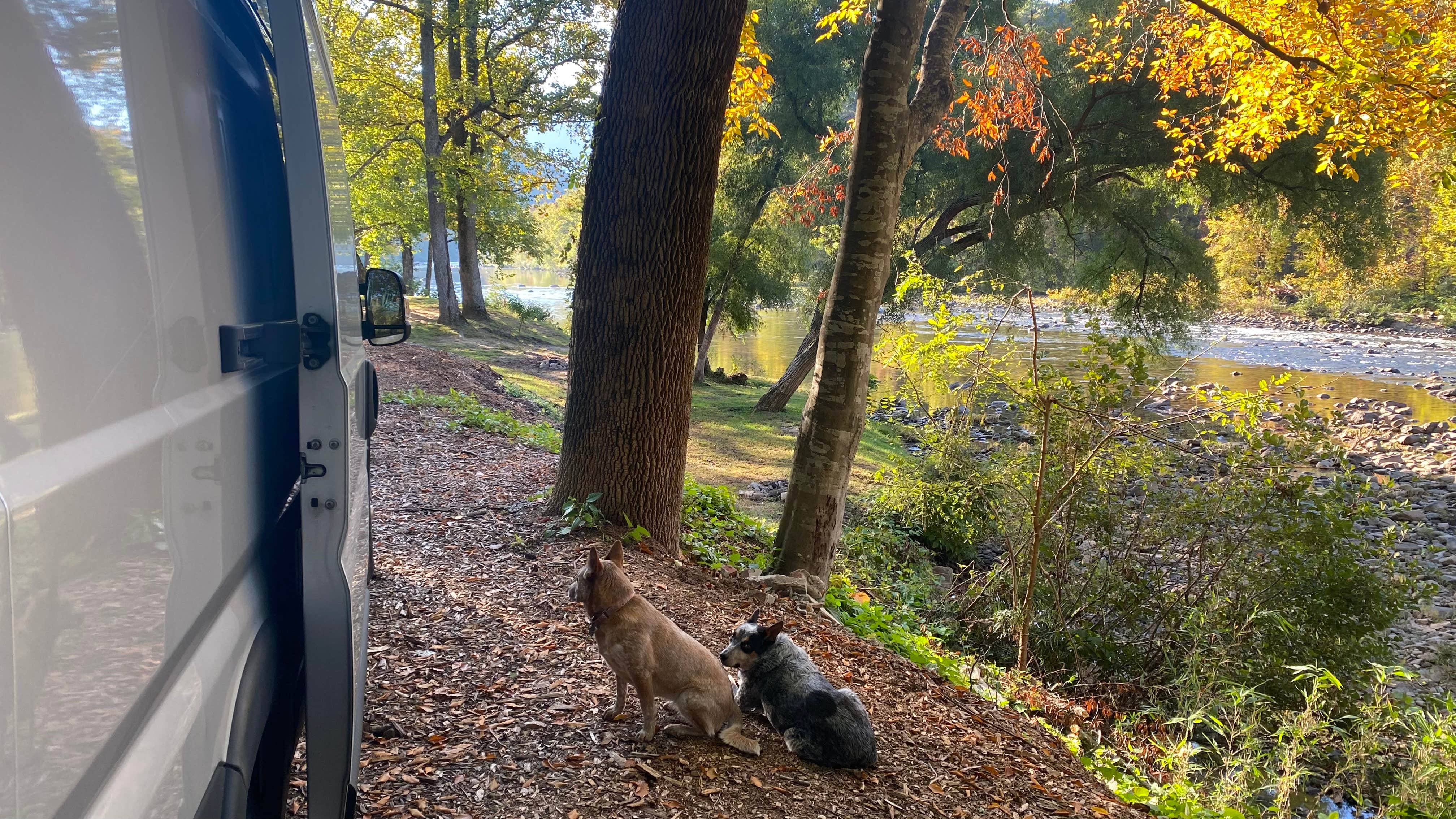 Shelly S.'s photo of camping with pets at USA Raft Adventure Resort near Unicoi, TN