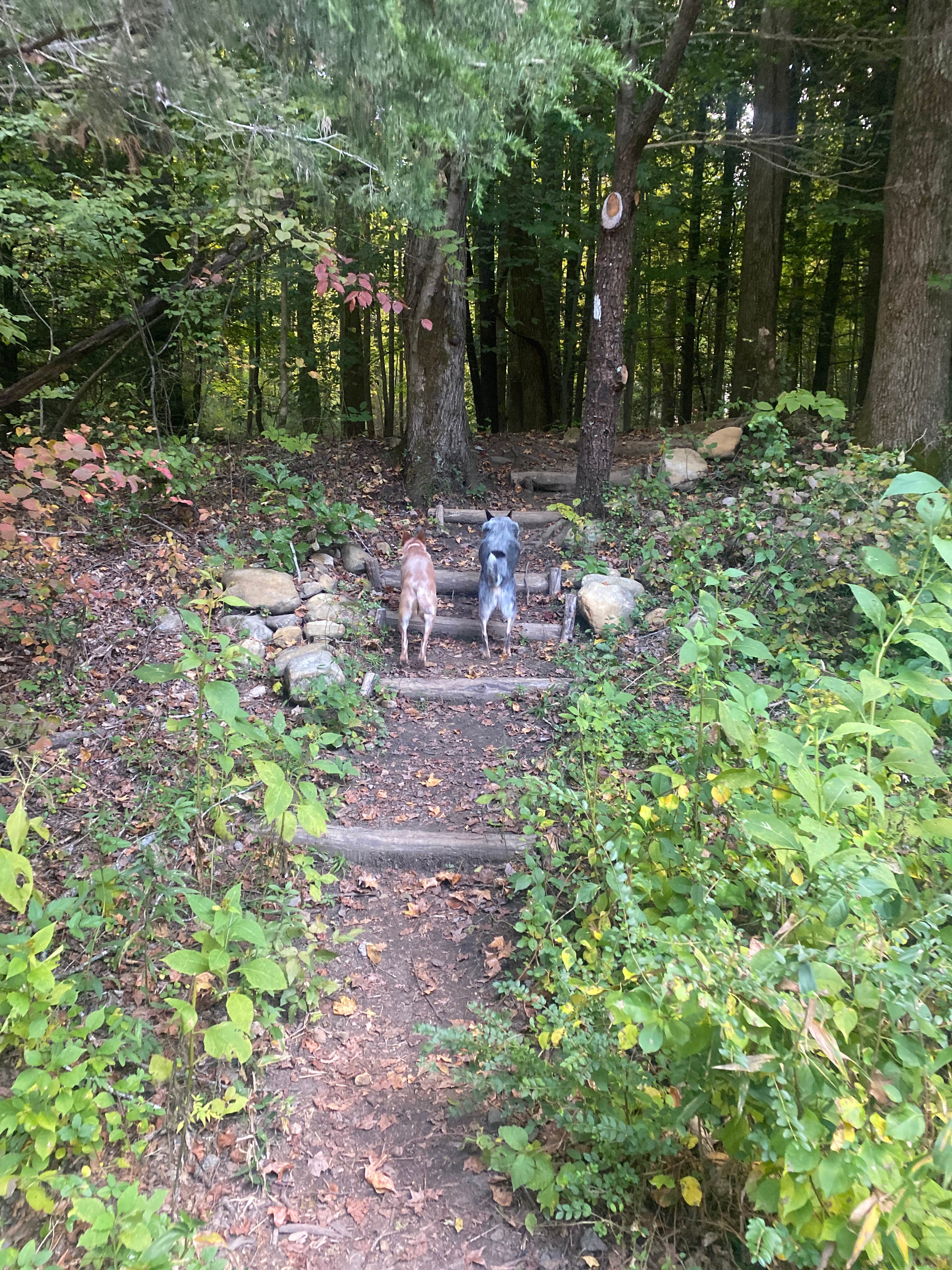 Camper submitted image from Nolichucky Gorge Campground - 3