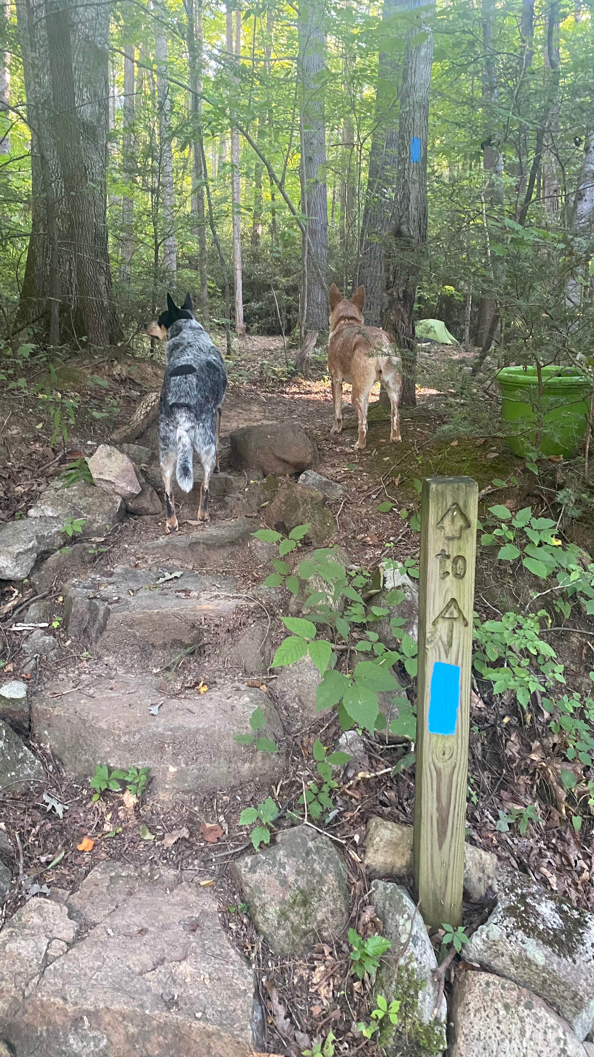 Shelly S.'s photo of camping with pets at Nolichucky Gorge Campground near Unicoi, TN