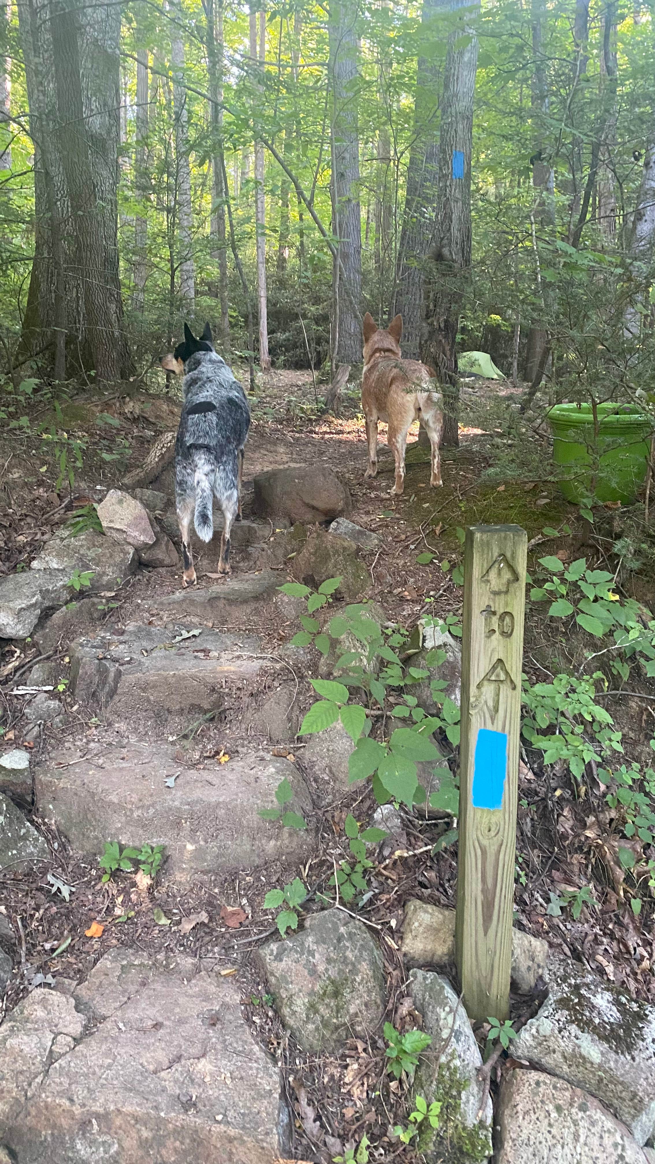 Camper submitted image from Nolichucky Gorge Campground - 4