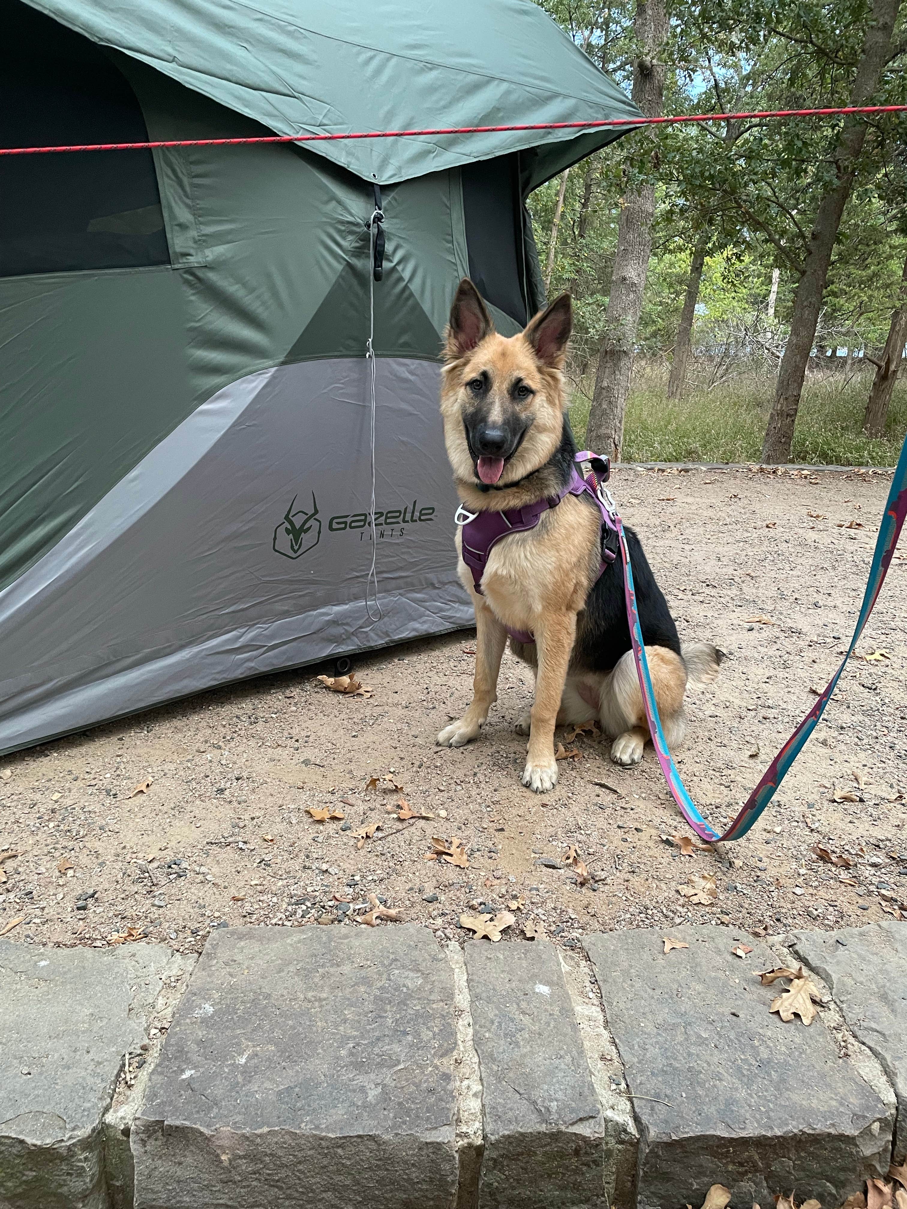 Nathaniel S.'s photo of camping with pets at Buckhorn Campground Loop C — Chickasaw National Recreation Area near Duncan, OK