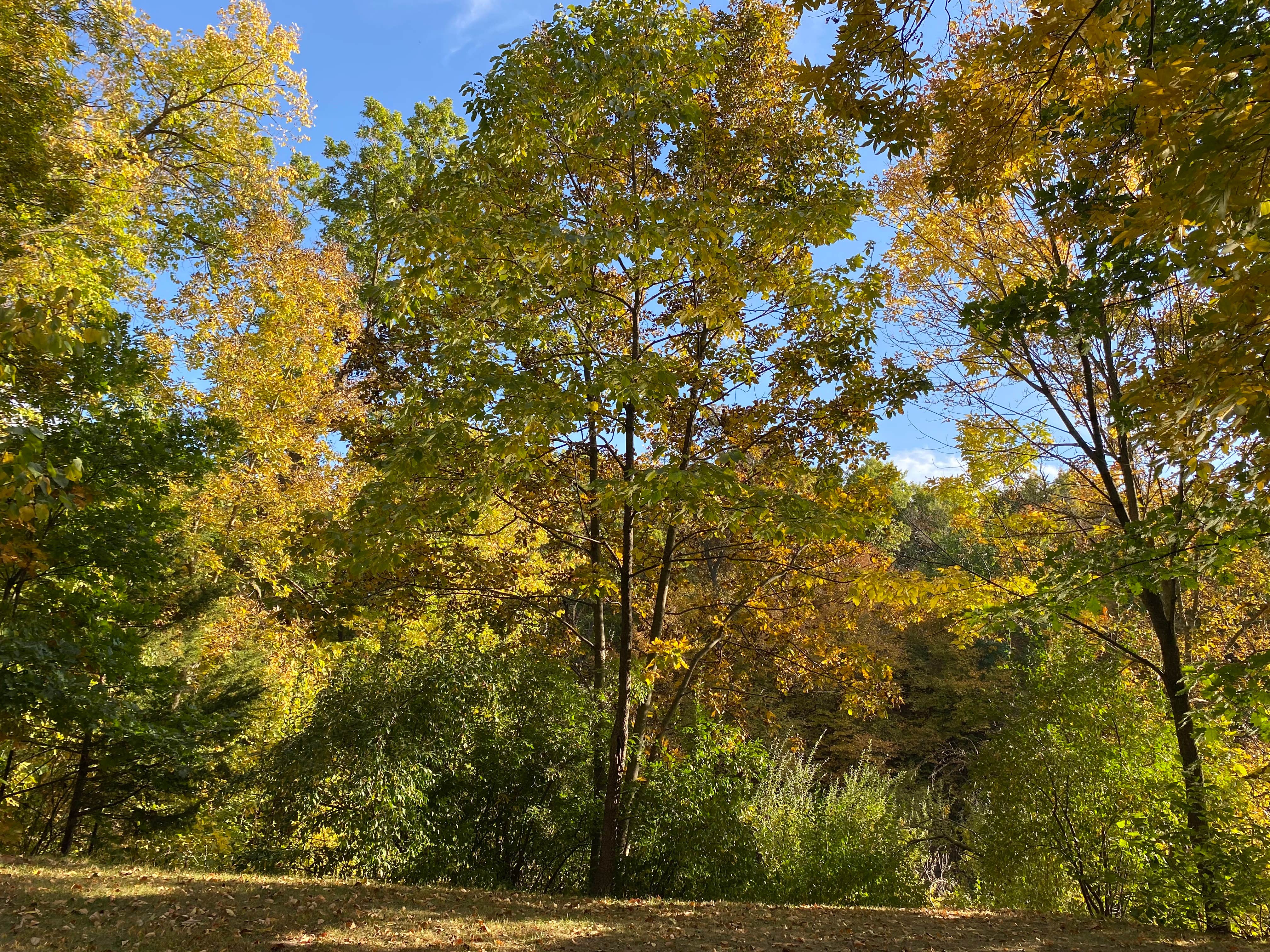 Camper-submitted photo at AOK Campground & RV Park near Amazonia, MO