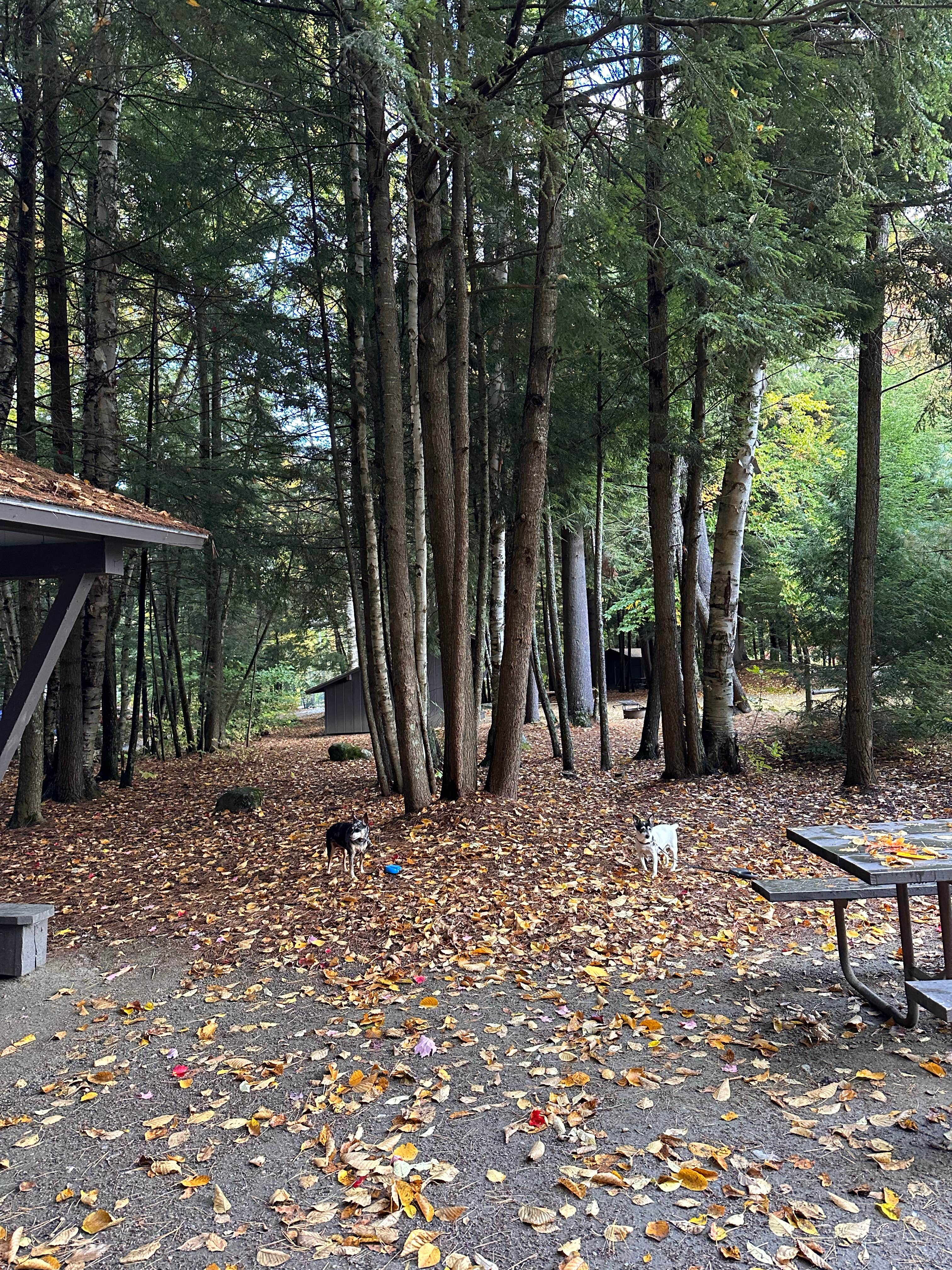Camper-submitted photo at Little River State Park Campground in Vermont