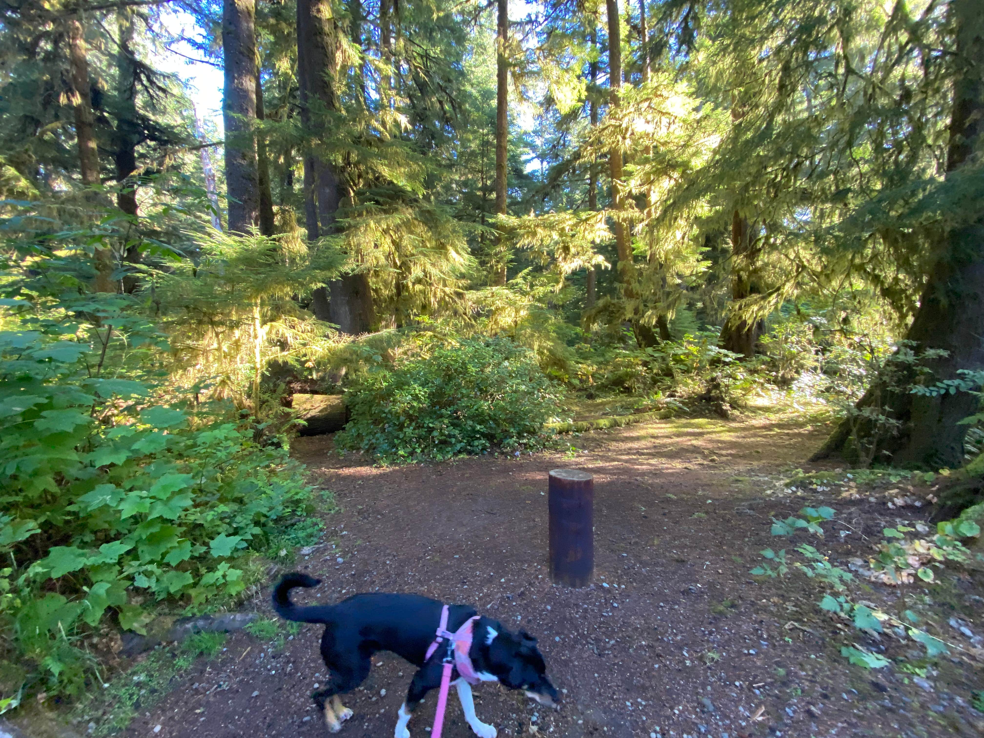 Katie B.'s photo of camping with pets at Mora Campground — Olympic National Park near La Push, WA