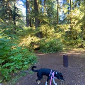 Review photo of Mora Campground — Olympic National Park by Katie B., October 11, 2022