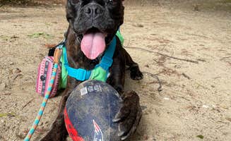 Austin M.'s photo of camping with pets at Meredith Woods Four Season Camping near Plymouth, NH