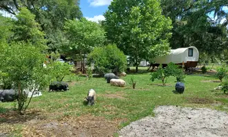 Camping near Four Littles Farm, LLC: Rooterville Animal Sanctuary, Florahome, Florida