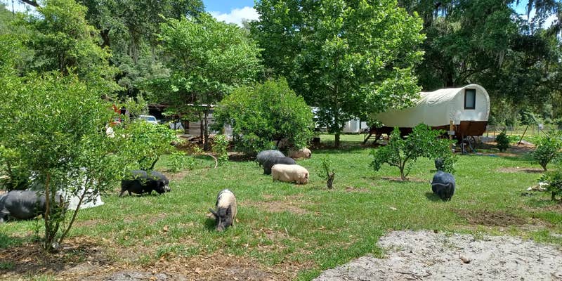 Camper submitted image from Rooterville Animal Sanctuary