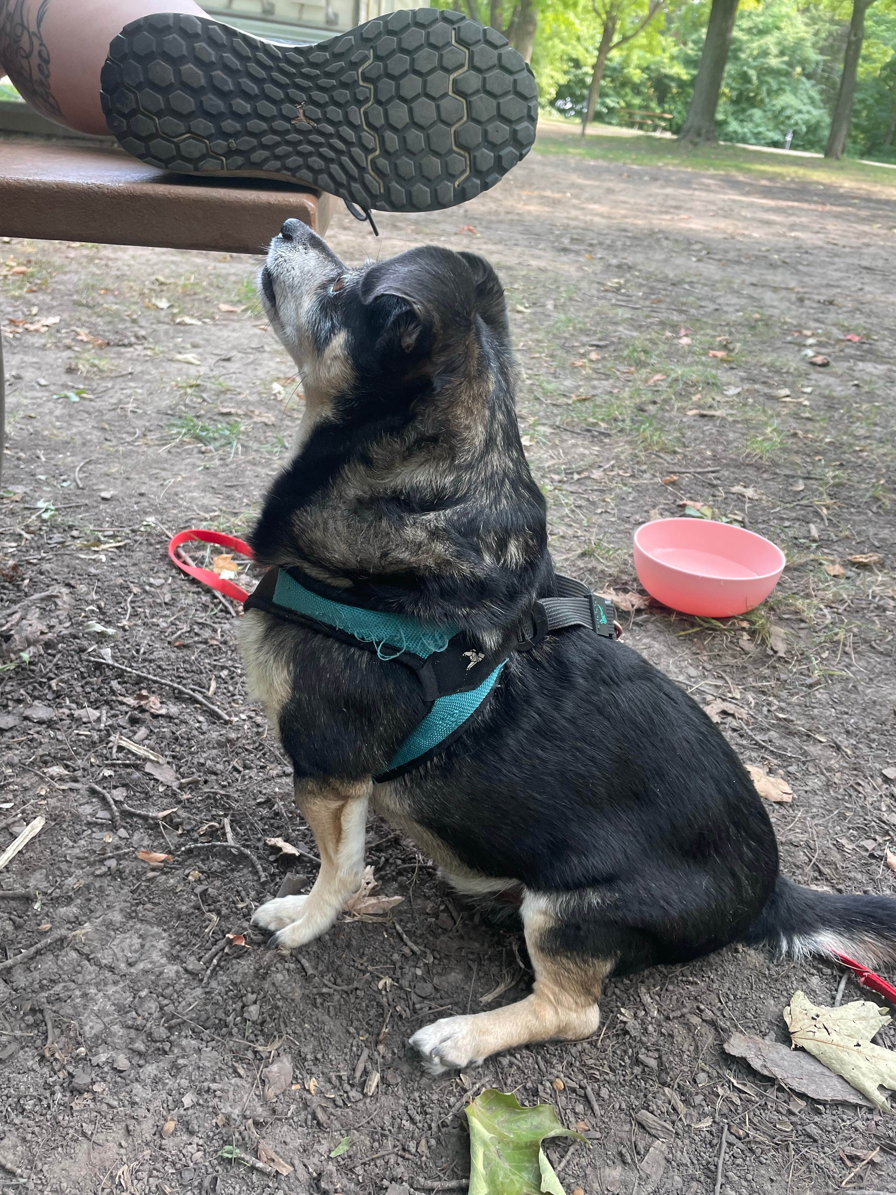 Jasmine R.'s photo of camping with pets at Baker Campground - Baker Park Reserve near Apple Valley, MN
