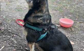 Jasmine R.'s photo of camping with pets at Baker Campground - Baker Park Reserve near Maple Lake, MN