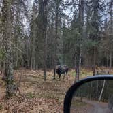 Review photo of Black Spruce Campground by Megan W., October 12, 2022