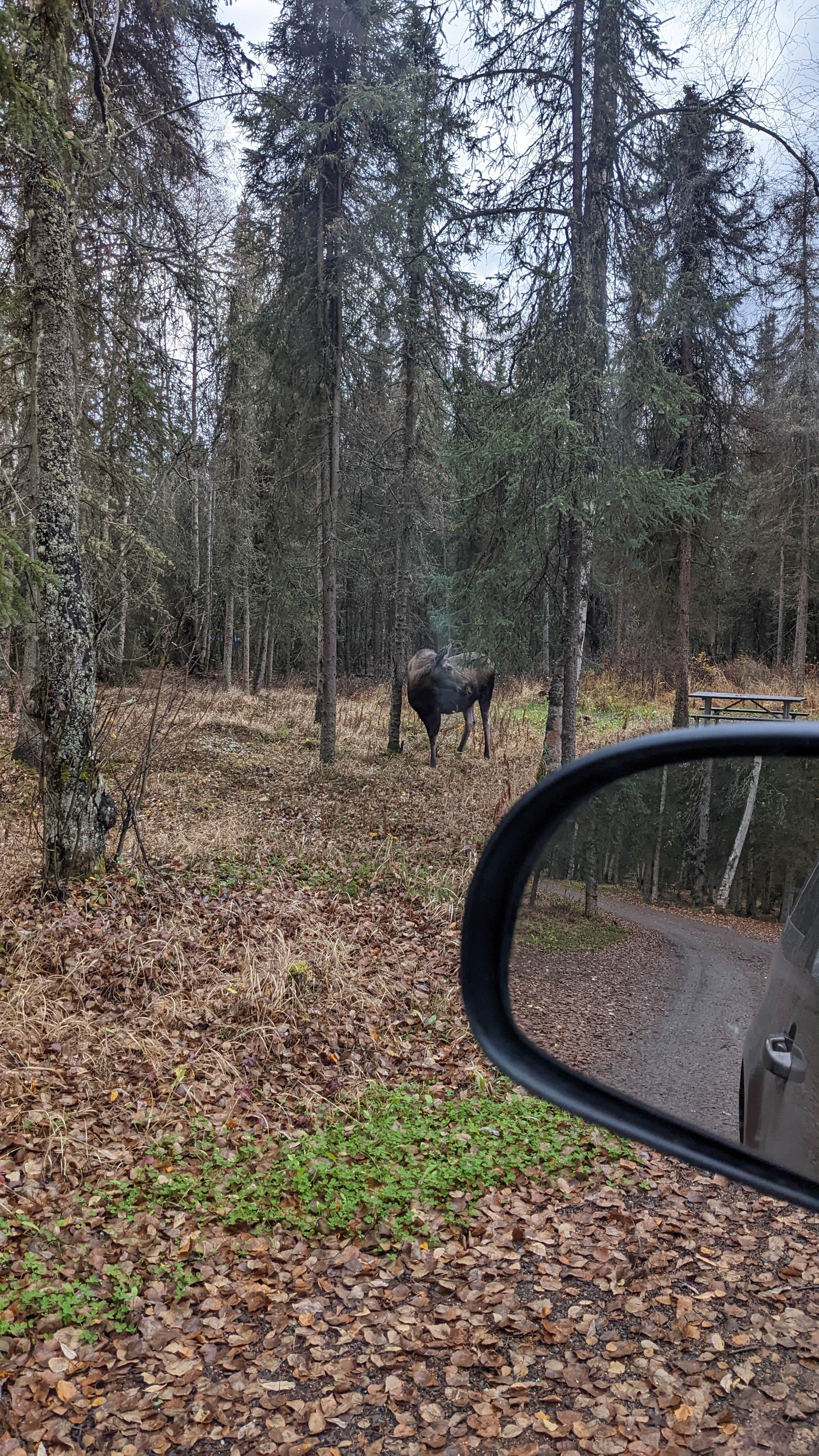 Camper submitted image from Black Spruce Campground - 1