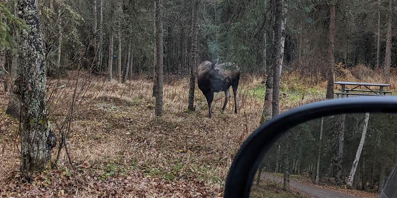 Camper submitted image from Black Spruce Campground