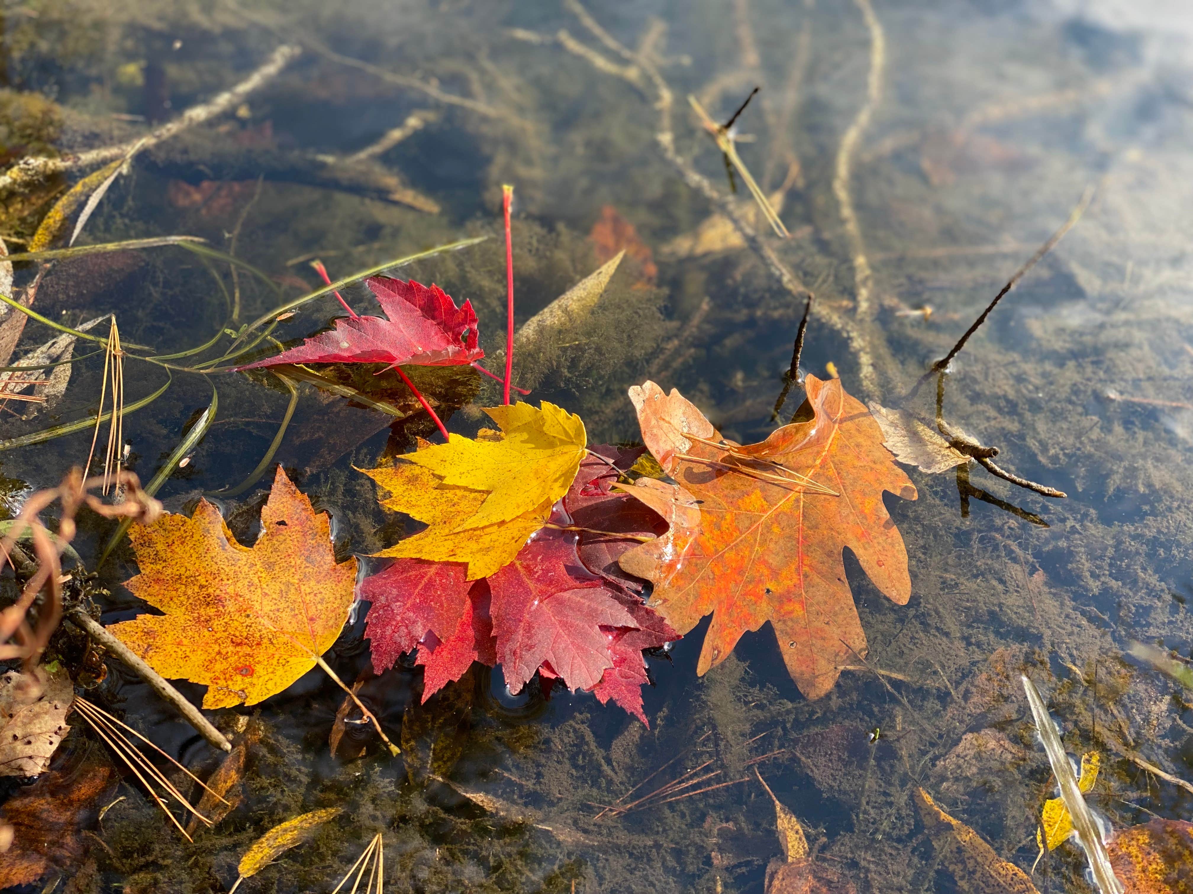 Camper-submitted photo at Ho-Chunk RV Resort & Campground near Coloma, WI