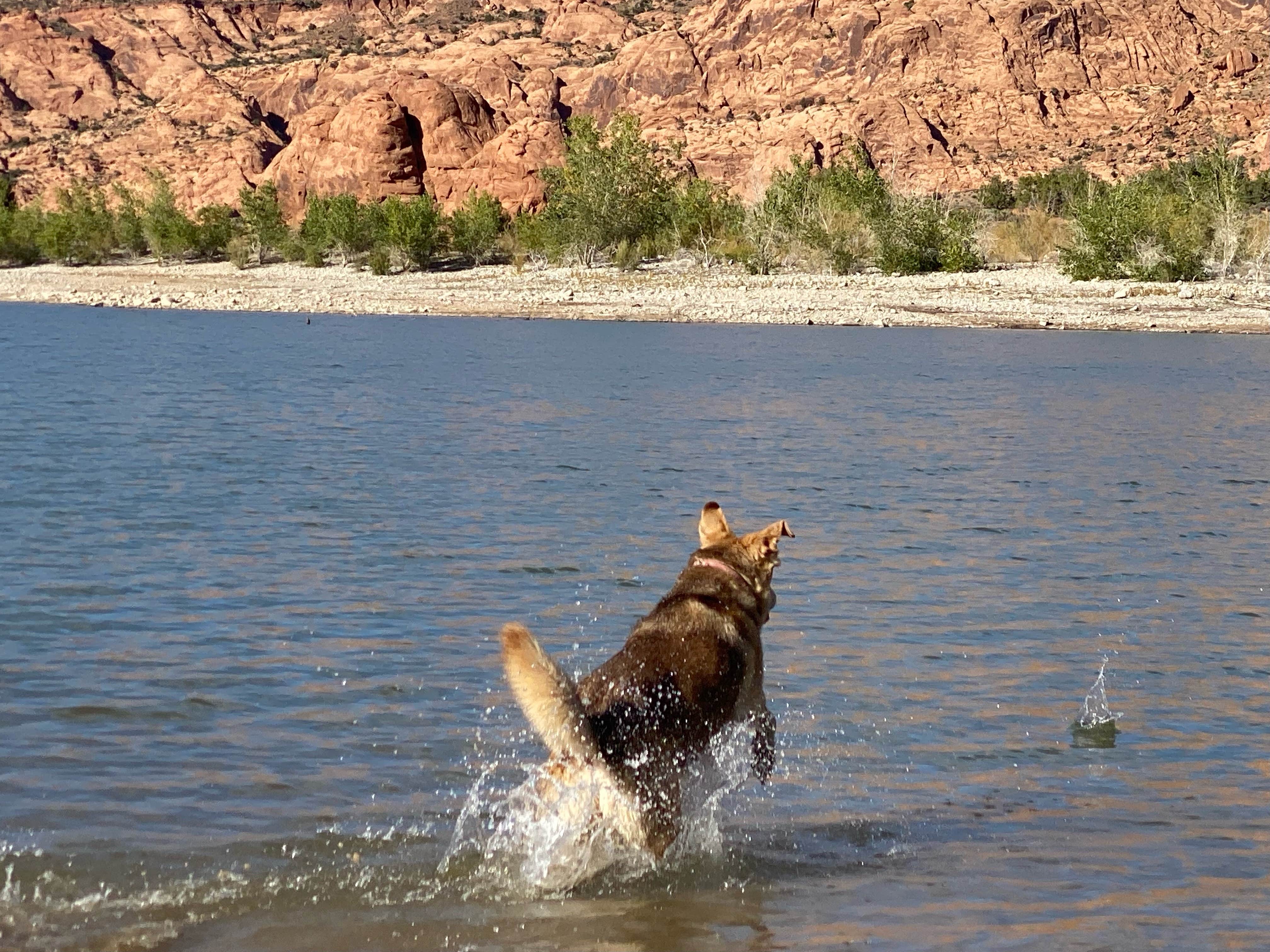 Sara H.'s photo of camping with pets at Ken's Lake Campground near Hinckley, UT