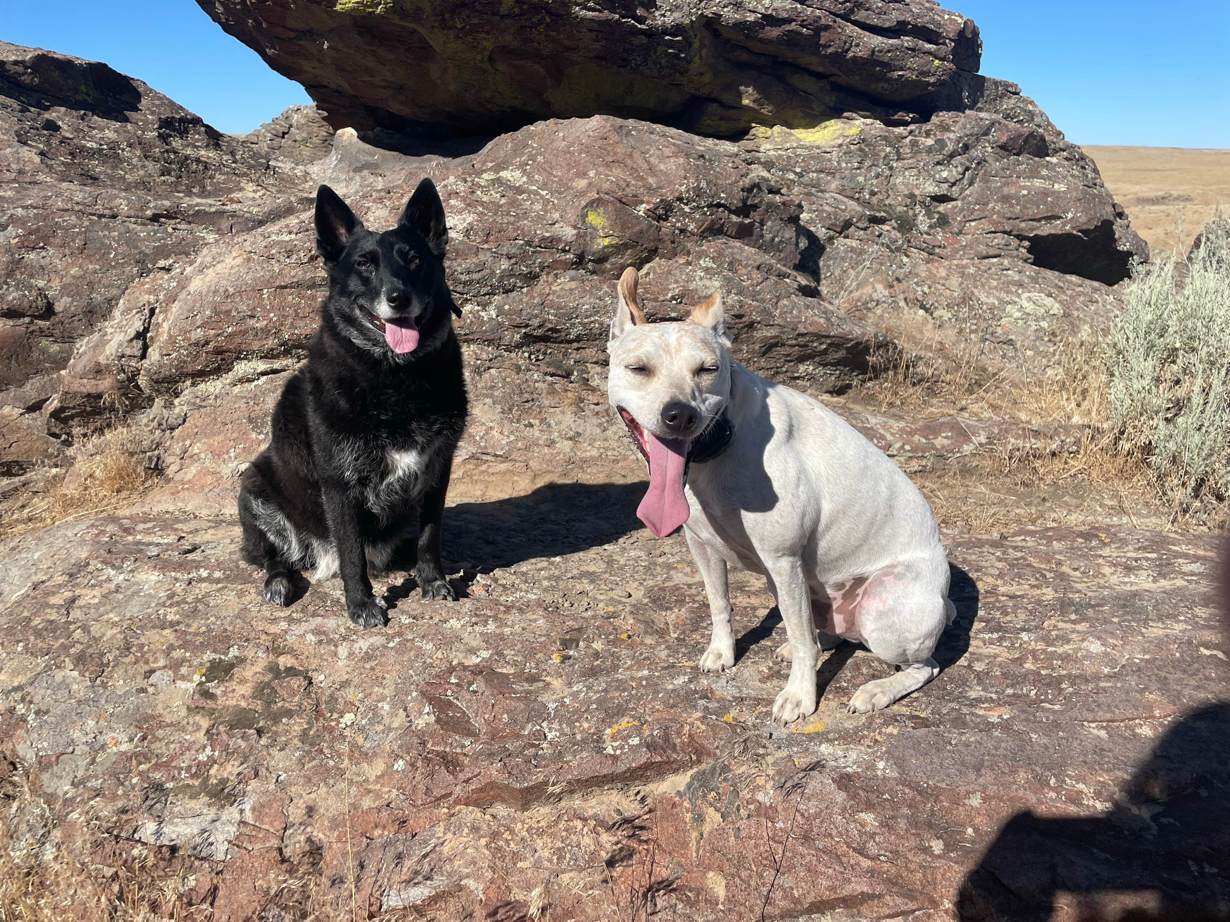 Mo S.'s photo of camping with pets at Balanced Rock County Park near Murphy Hot Springs, ID