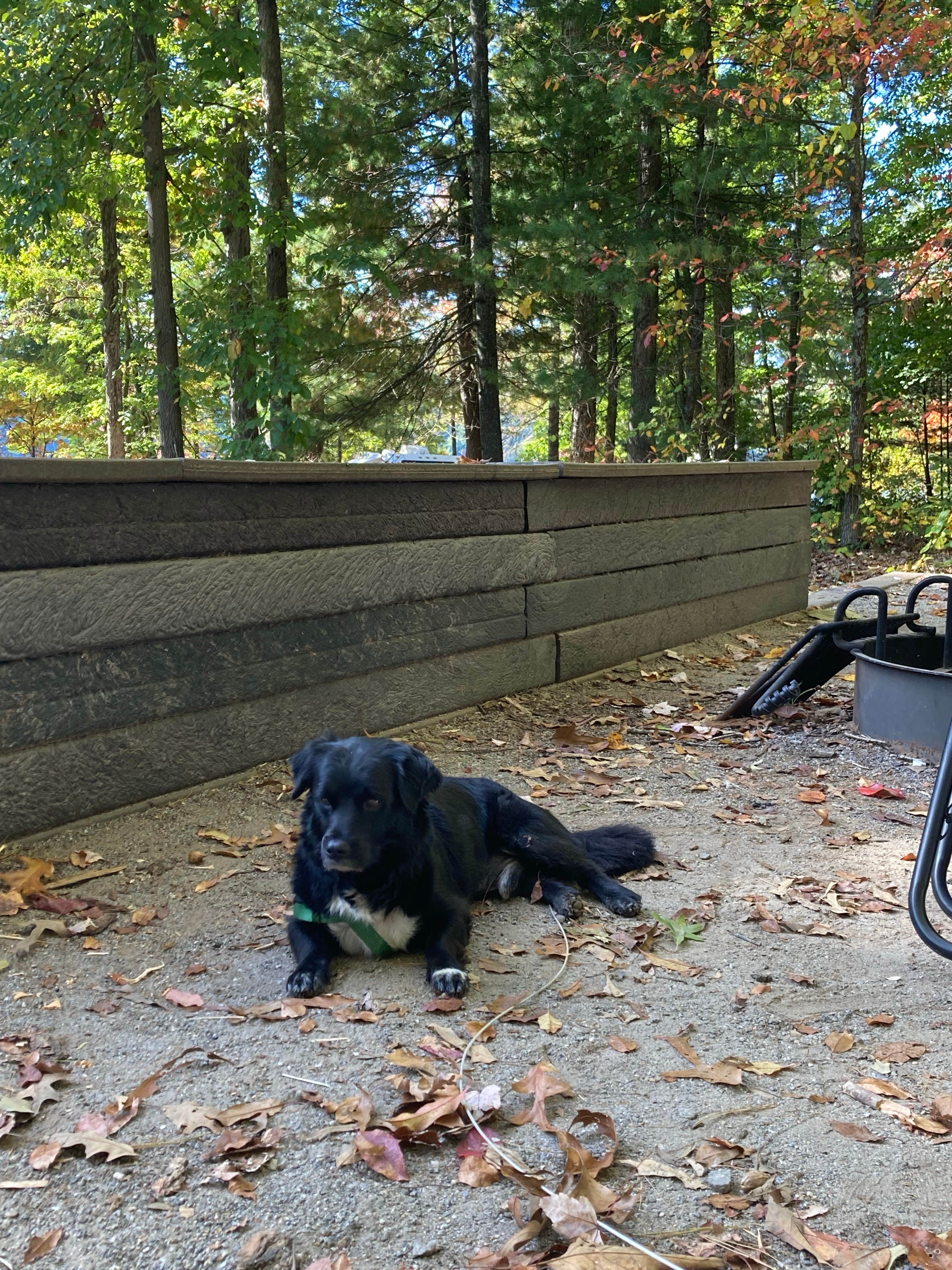 Kevin H.'s photo of camping with pets at COE Philpott Lake Goose Point Park near Rocky Mount, VA