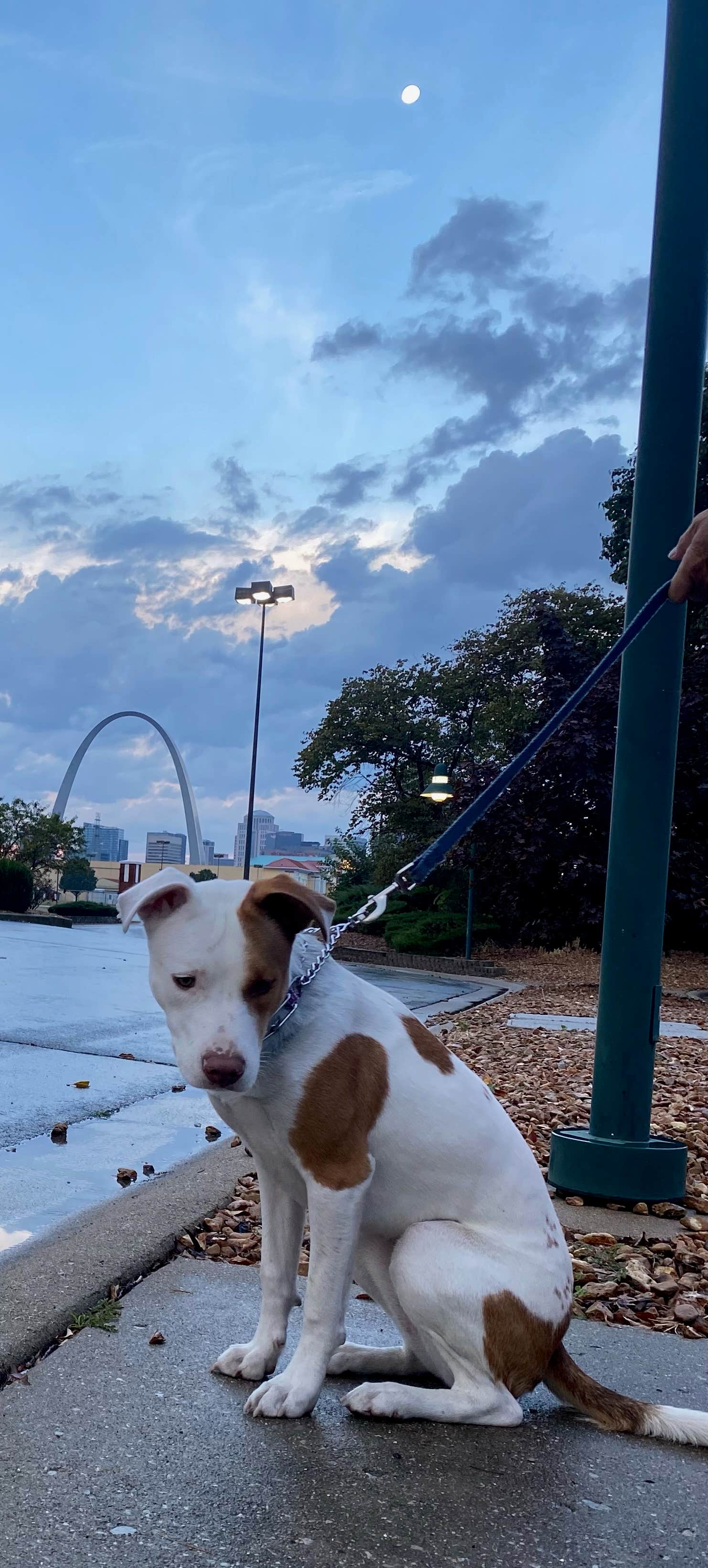 Robert F.'s photo of camping with pets at Draft Kings at Casino Queen RV Park near Glen Carbon, IL