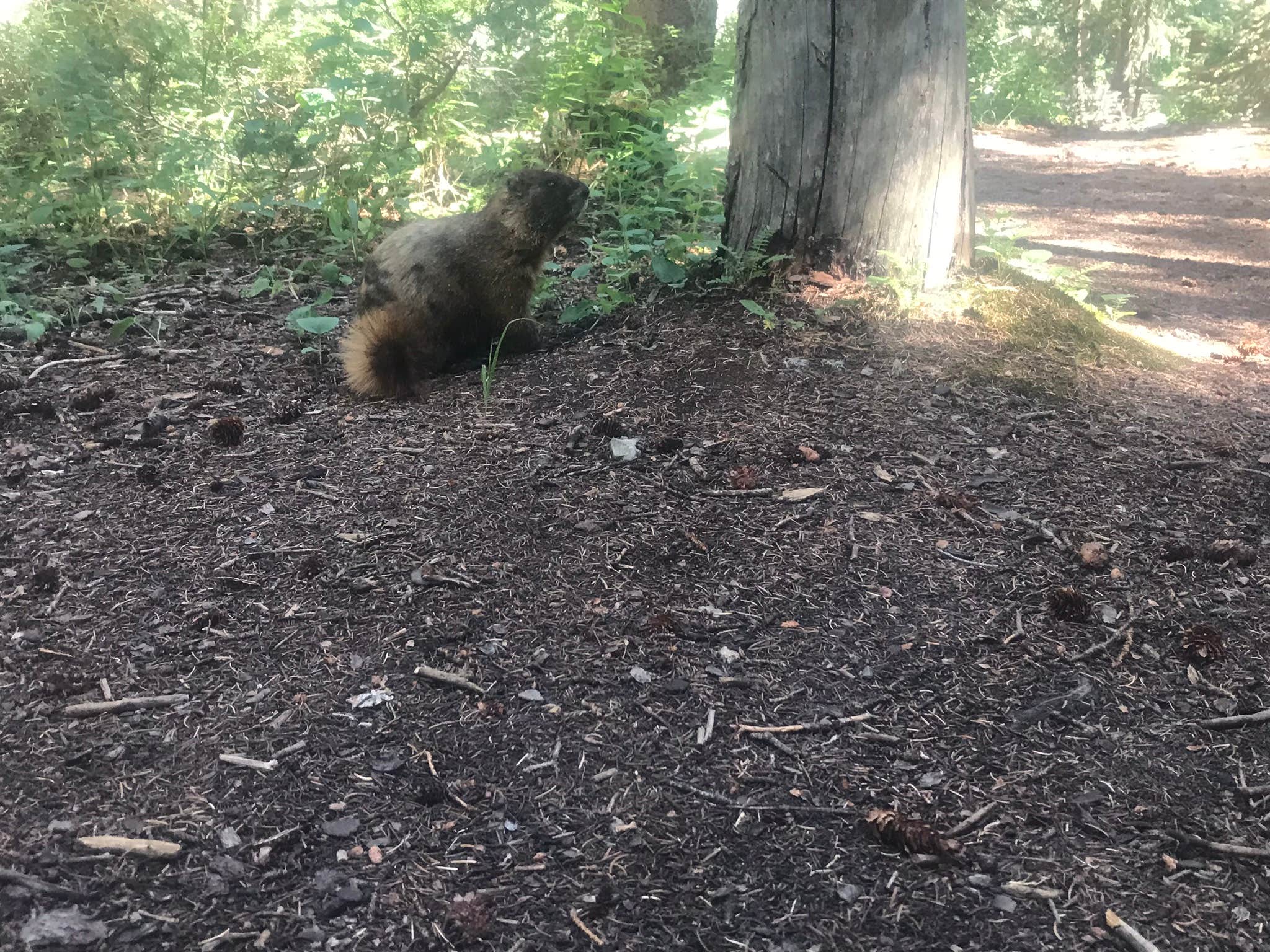 Camper-submitted photo at Conundrum Hot Springs Dispersed Campgrounds near Crested Butte, CO
