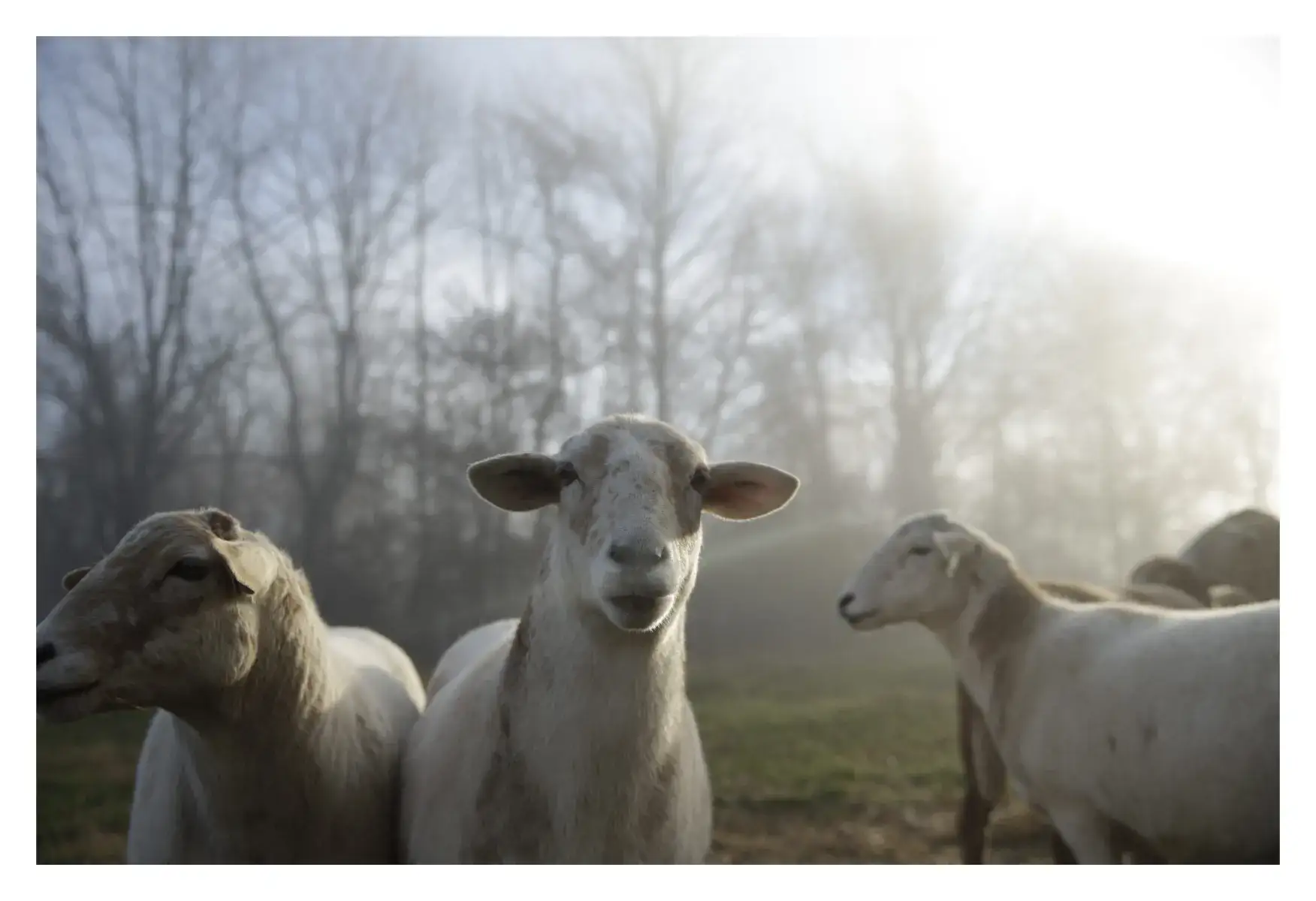 Camper-submitted photo at Continuous Harmony Farm near Alna, ME