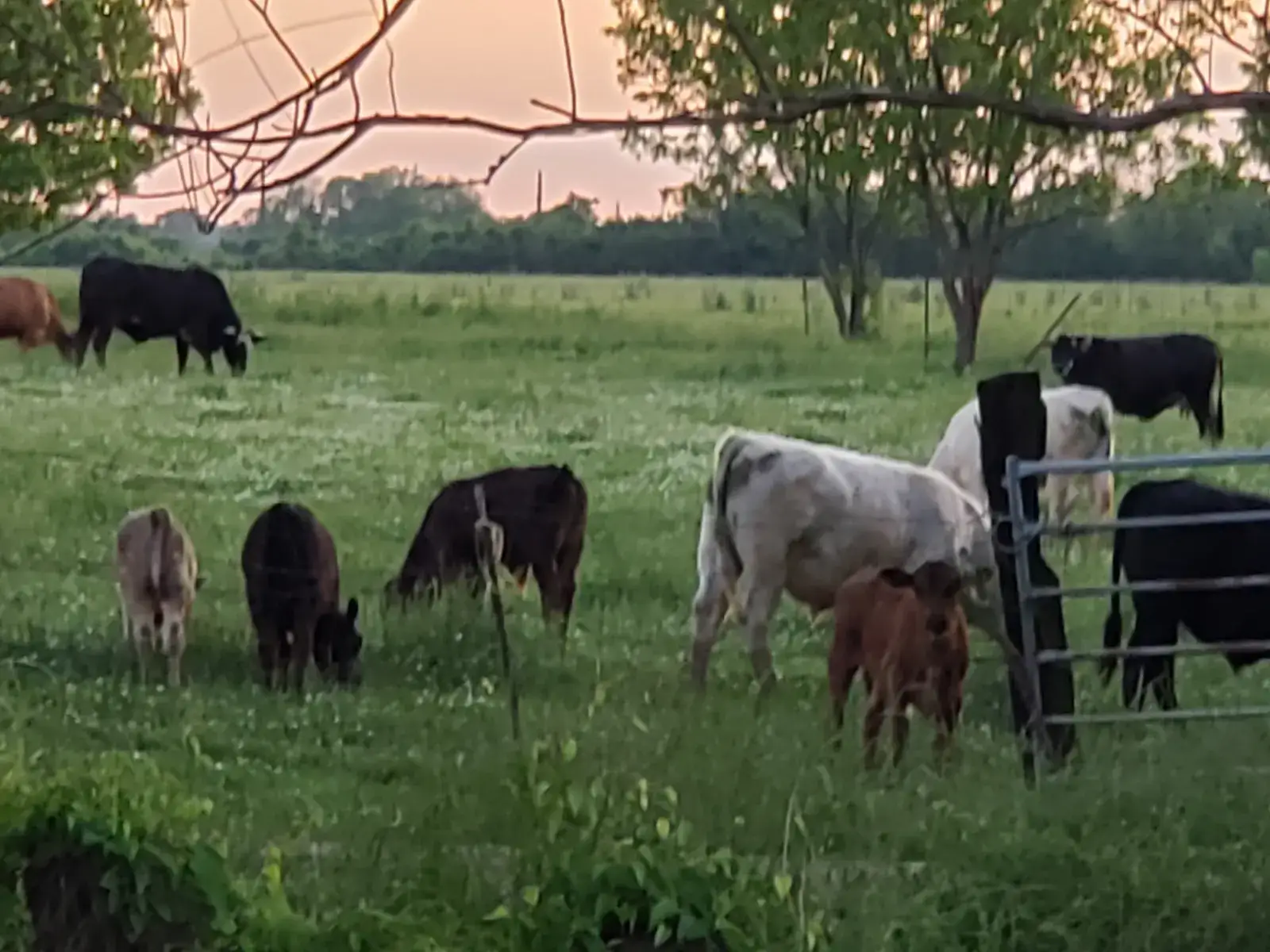 Camper-submitted photo at Lucky H & W Farm Hatchery Cabin near Shreveport, LA