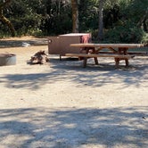 Review photo of Henry Cowell Redwoods State Park Campground by Julie B., October 12, 2022